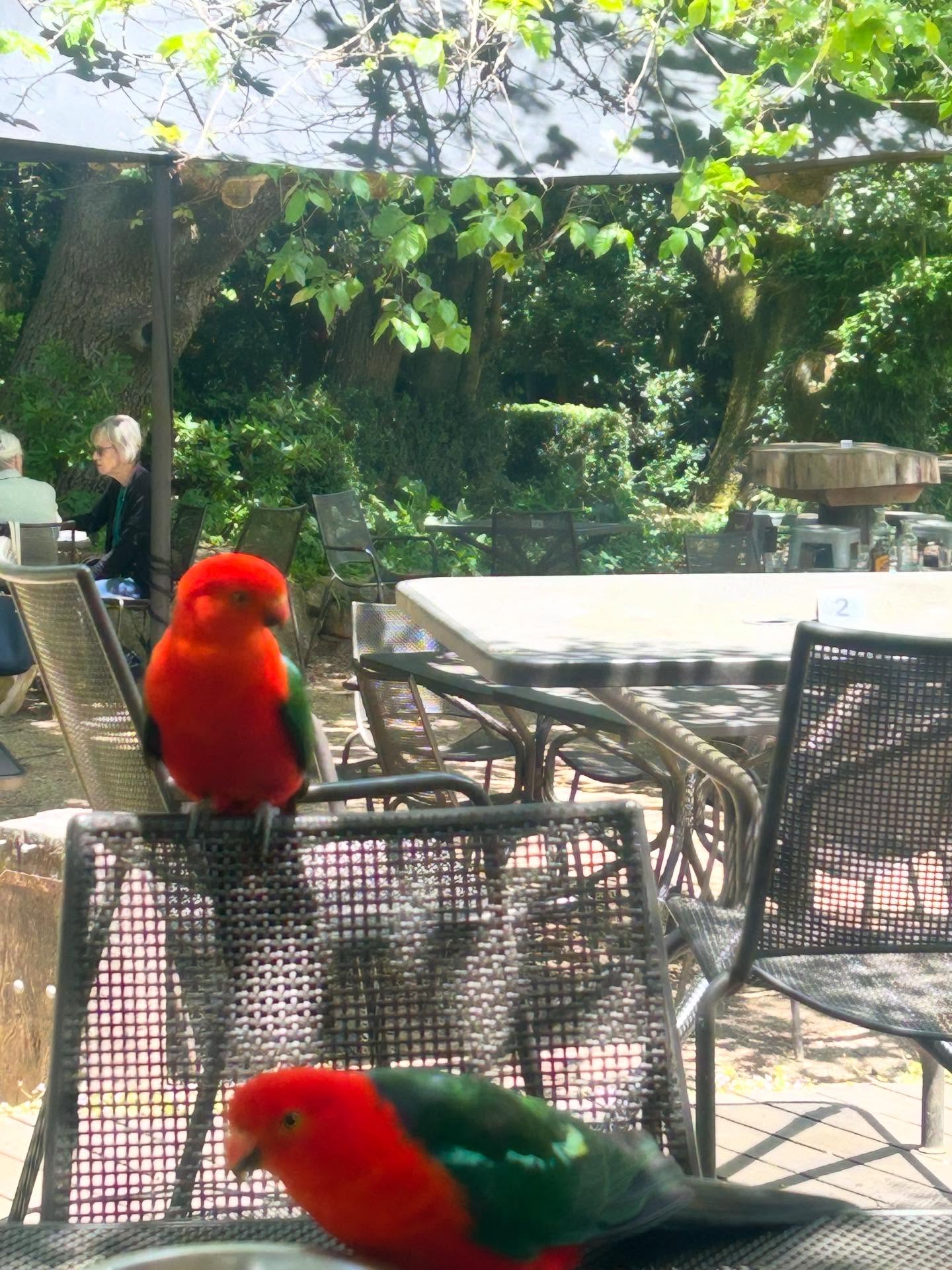 Couple of special guests dropped in today….
Super friendly, lovely table manners, welcome back anytime. ❤️
#kingparrots #localwildlife #trentham3458