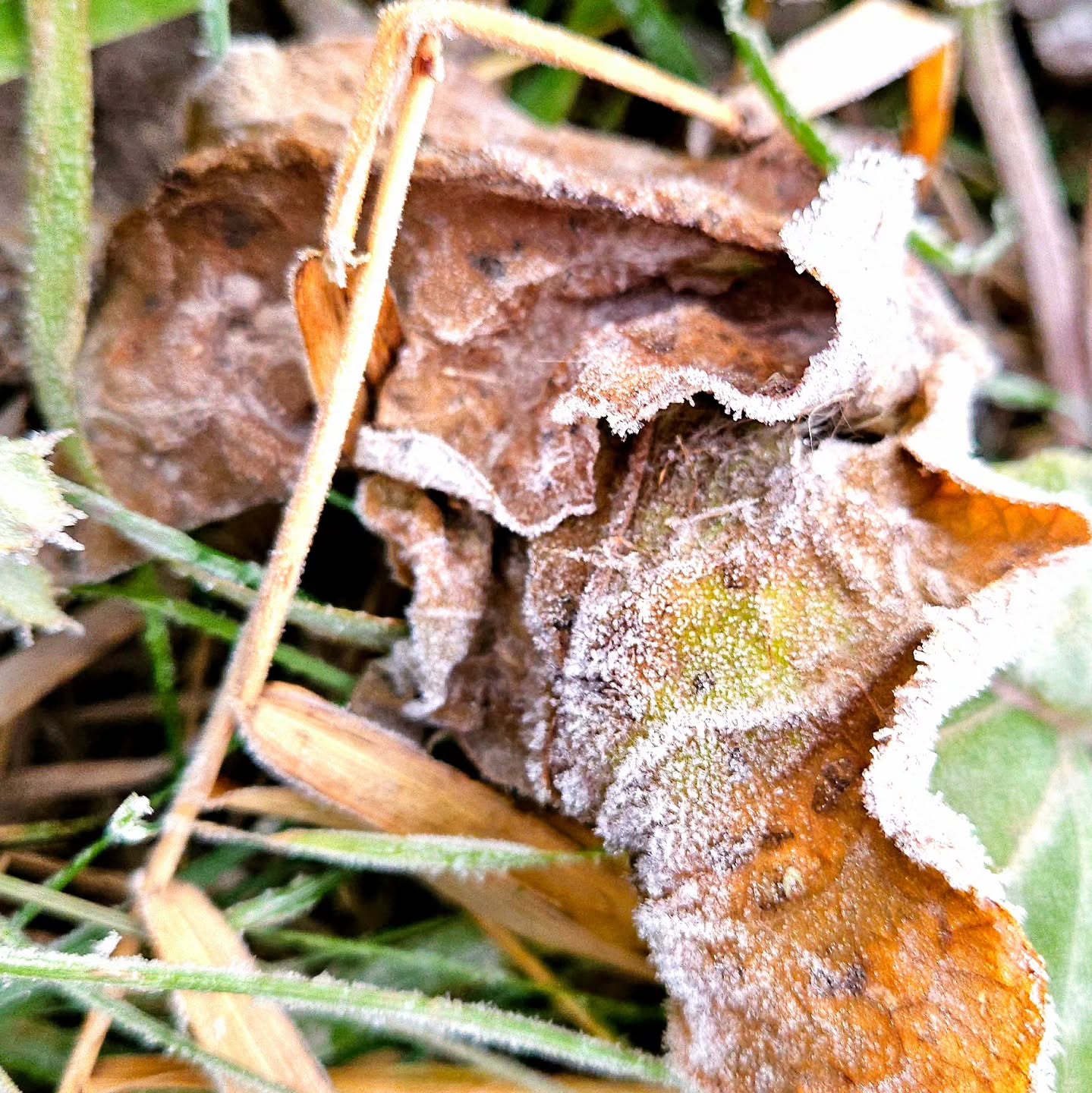 Dawn arrives with frosty designs in Saginaw County, Michigan.
#frost #frosty #seasons #leaf #changeofseasons #winter #kathy_woods_booth_photography #michiganphotographer #michiganphoto #naturelovers #naturephotography #upclose
