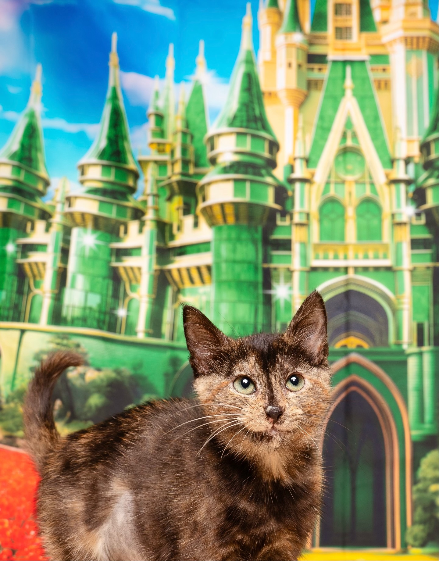 ✨ Say hello to Bitty & Lenore! ✨
Bitty is the purr-fect cuddle buddy 🐱, and Lenore is all puppy charm and wagging tails 🐶.
Together, they’re ready to bring double the love into your home! 💛
Catch them this Sunday at:
📍 @petsmart PetSmart Montgomery Plaza
📍 PetSmart South Arlington
From 10AM–3PM—come meet your new wickedly charming best friends! 🐾
LINK IN BIO
#AdoptDontShop #PuppyLove #CatsofInstagram #HSNT #FureverHome #PetSmartAdoptions #petsmart #petsmartcharities #popular #wickedmovie #arianagranderare #wickedforgood #petsmart #petsmartcharities