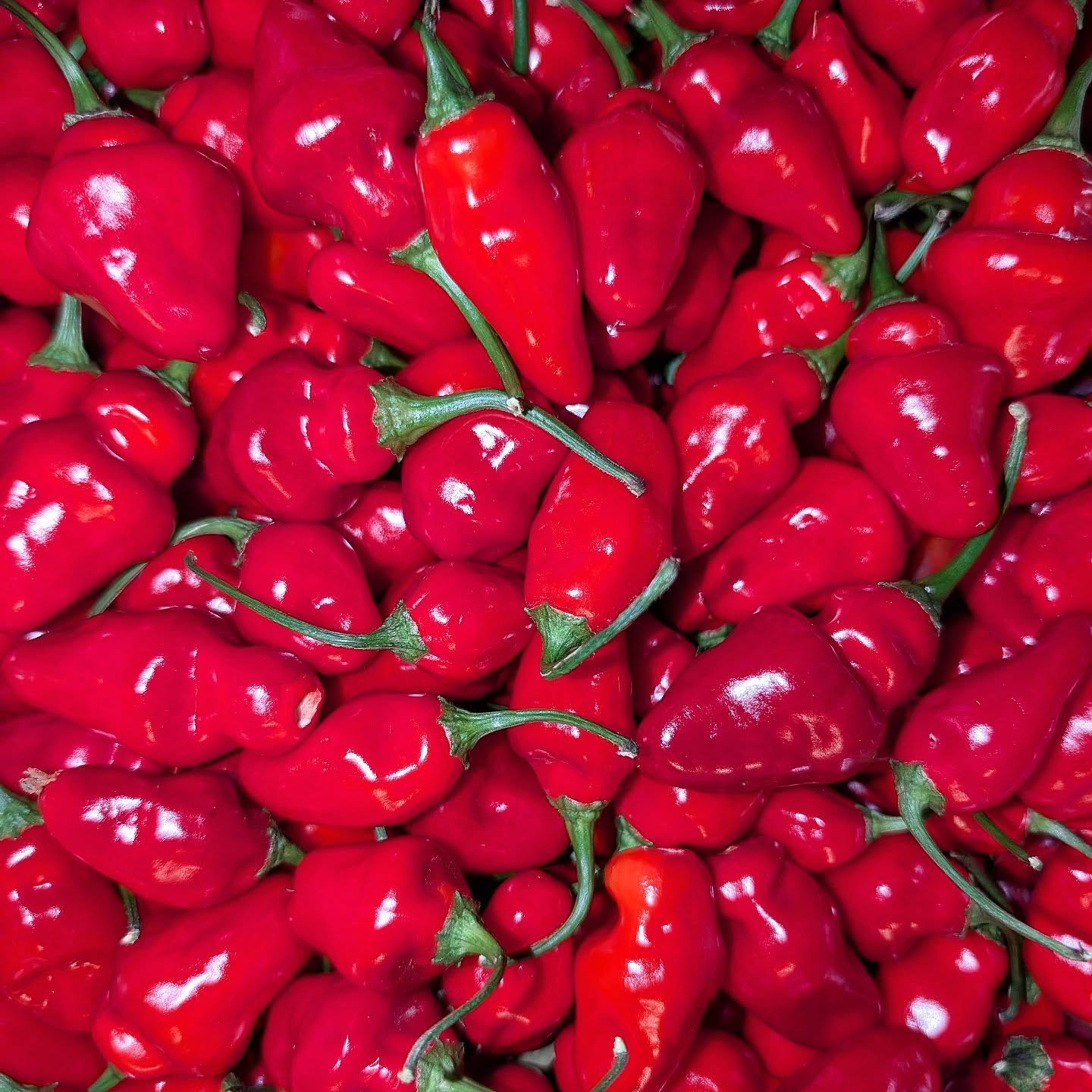 Small business Saturday still going strong 😜
•
•
•
#peppersauce #portlandbusiness #pdxpeppers #ThePepperNursery #pepper #nursery #pdx #pdxpeppers #seeds #seed #yellowpepper #ksls #lemonstarrburst #hotpepper #yellowpepper #winter #gardening #garden #peppergarden #hotsaucegarden #organicseeds #organicpeppers #urbangarden #urbanfarming #farmersmarket #spring #portlandpeppers #pnw #portlandgrown #peppernursery