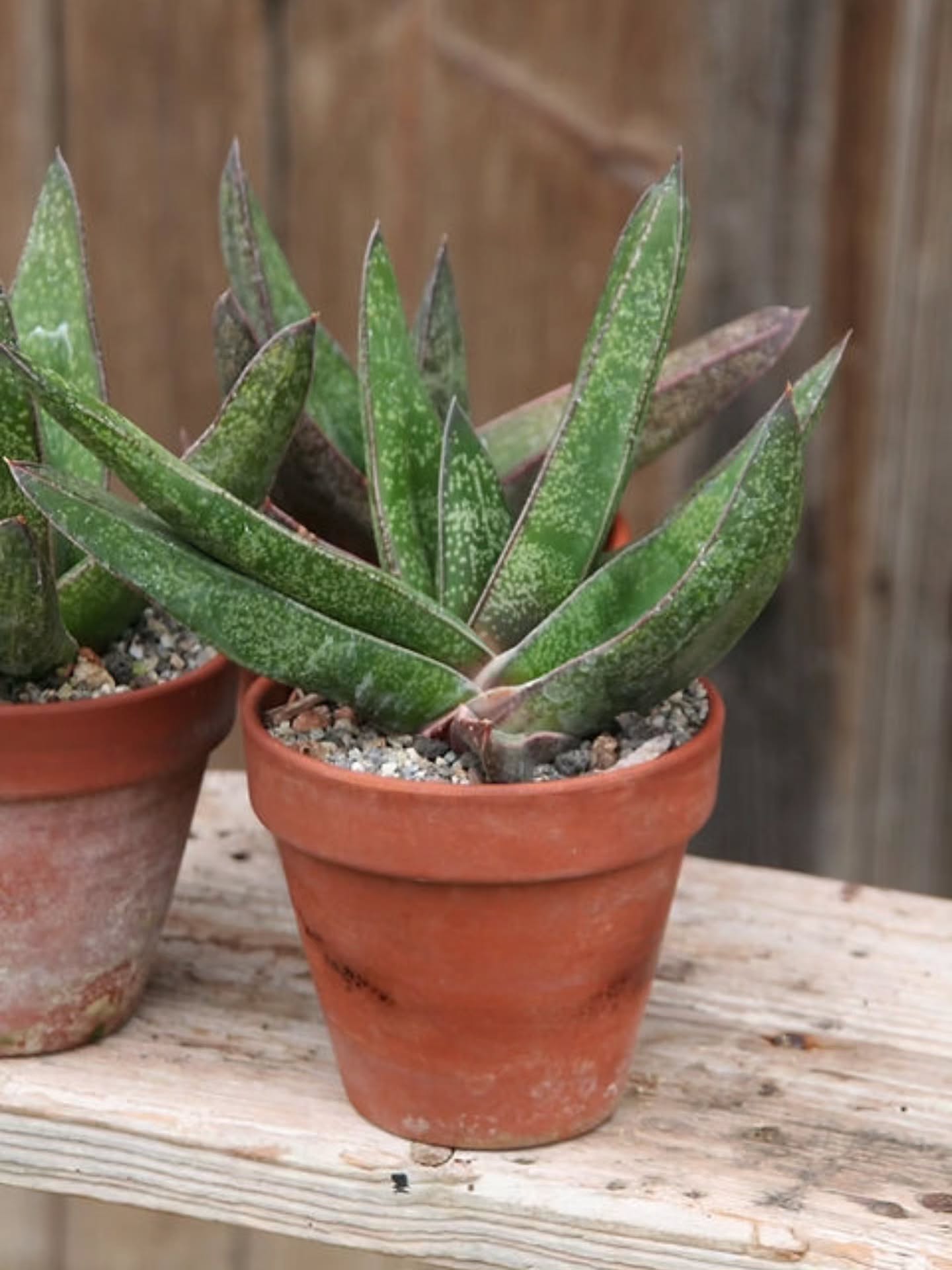 Gasteria acinacifolia, ursprünglich aus Südafrika stammend, ist auch mit einem halbschattigeren Plätzchen in der Wohnung zufrieden. Ist sie nicht hübsch mit ihren dicken, fleischigen Blätter mit den Punkten darauf? Es sind noch wenige Exemplare im Shop erhältlich.
#GasteriaAcinacifolia
#Gasteria
#SukkulentenLiebe
#SukkulentenSammlung
#Zimmerpflanzen
#Pflanzenfreude
#Botanik
#Pflanzenliebe
#kaktusgaertnerei
