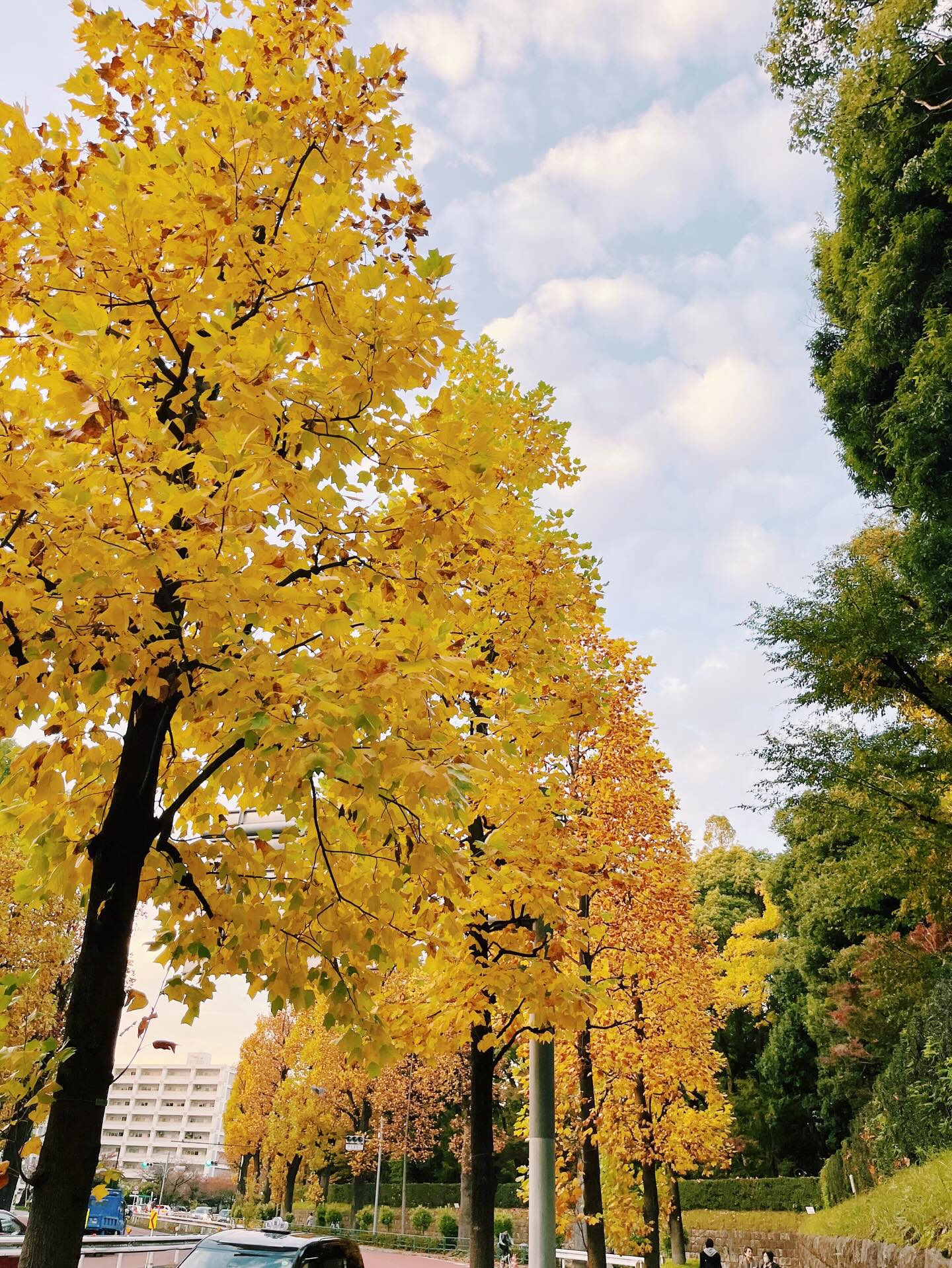 One of the best things I’ve found about becoming a literary translator in Tokyo has been meeting other translators & writers who work in English, Japanese, both, neither. We differ in our mediums, career paths, end goals, but I often feel an unspoken connection that comes from shared experiences - our shared misery during sweltering Japanese summers, the offensive bus or train that closes its doors as we run to catch it, the embarrassment of taking out the wrong trash on the wrong day, trying to find a seat in a crowded café…we know this city is not so zen at times.
We also watch as the trees subtly, then boldly go golden in November, gaze at the komorebi through the trees, feel the crisp dry air as we come out of the subway station, have a lovely encounter with someone behind a counter who doesn’t expect it…that’s when I take out my notebook, try to catch what I can.
I was chatting with @anntashislater on the phone today, about our event tomorrow night at @flyingbookstokyo in Shibuya, and how her book TRAVELING IN BARDO has inspired me as a writer/translator in Tokyo, always desperate to find a cave in which to work, not to mention the focus & drive.
Ann & I will be discussing the Tibetan concept of bardo - the between-state - which you don’t need to be an expert on just yet, and how the teachings can guide us as we create our every day.
When I first met Ann a year ago at a Tokyo reading and she asked me to one day join her in a book event, I said yes, of course. But we had just met, I hadn’t yet published any translations, what compelled her to ask me?
“I just knew you were someone I wanted to be in conversation with.”
I trust Ann’s instincts more than my own, and I’m grateful to her for inviting me.
Do join us for a talk on creativity & writing in an impermanent world, transitioning through difficult periods, and how the Tibetan principles can give us clues about who we are, why we’re here.
Doors open at 7:30pm, seating will be limited. 🍷afterwards.
Do pick up Ann’s book to take home with you, because you will want to know more.
See you tomorrow! Don’t miss the train 😉
(I’ll post the event info in stories ↑)
