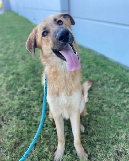 Today is #GivingTuesday, the largest global giving day of the year.
At Cowtown Friends, we are dedicated to saying YES to every request from shelter staff at Fort Worth Animal Care & Control— whether it’s for extra supplies, special projects, or anything that helps their animals and team thrive. While our North Texas Giving Day funds support in-shelter enrichment and foster closets, there are still many additional needs we want to meet.
That’s where YOU come in! 🙌 With your help this GivingTuesday, we can raise the funds needed to cover these essential, but often overlooked, requests.
Your donation helps us provide the best care possible for our furry friends and ensures that the FWACC team has everything they need to keep doing their amazing work. 💖
Join us in making a real difference! Together, we can say YES to everything they need! To donate on Giving Tuesday, you can either donate via instagram directly or visit our website to see all the options for giving, including directly through our website, paypal, zelle, and postal mail.
https://www.cowtownfriends.org/donate
#GivingTuesday #SupportOurShelter #SayYesToAllNeeds #ShelterSupport #DonateToday #cowtowncares