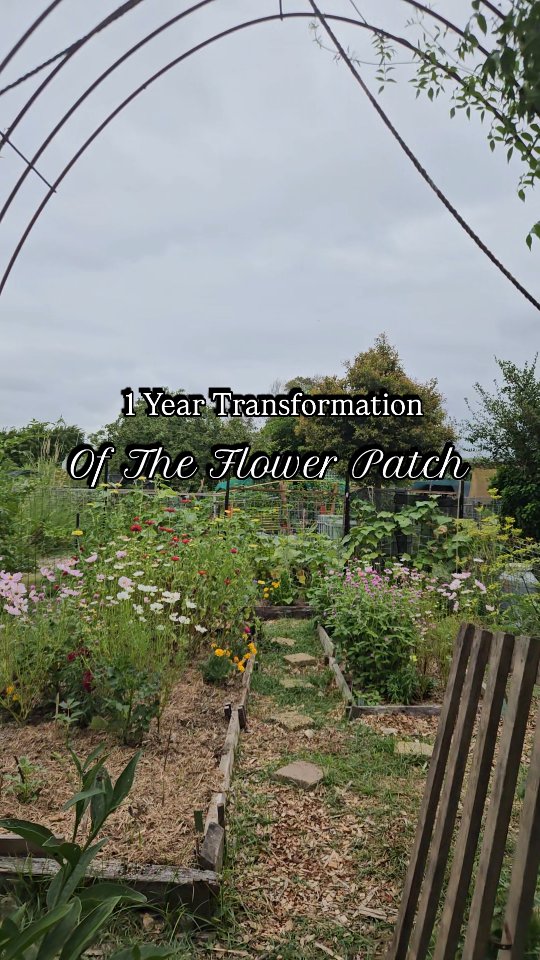 1 year of a lot of work to get this plot into what it is today. When I first got the space it was completely overrun with weeds, trees and grass. I couldnt even see my boundary properly. 🌱 It took over 6 months to get it tamed down enough to create beds!
It has been hard work, in rain and blazing sun. I am so thankful to everyone who has helped me along the way to achieving this incredible transformation.
I cannot wait to see what the next year has in store! 🌻🌻🌻