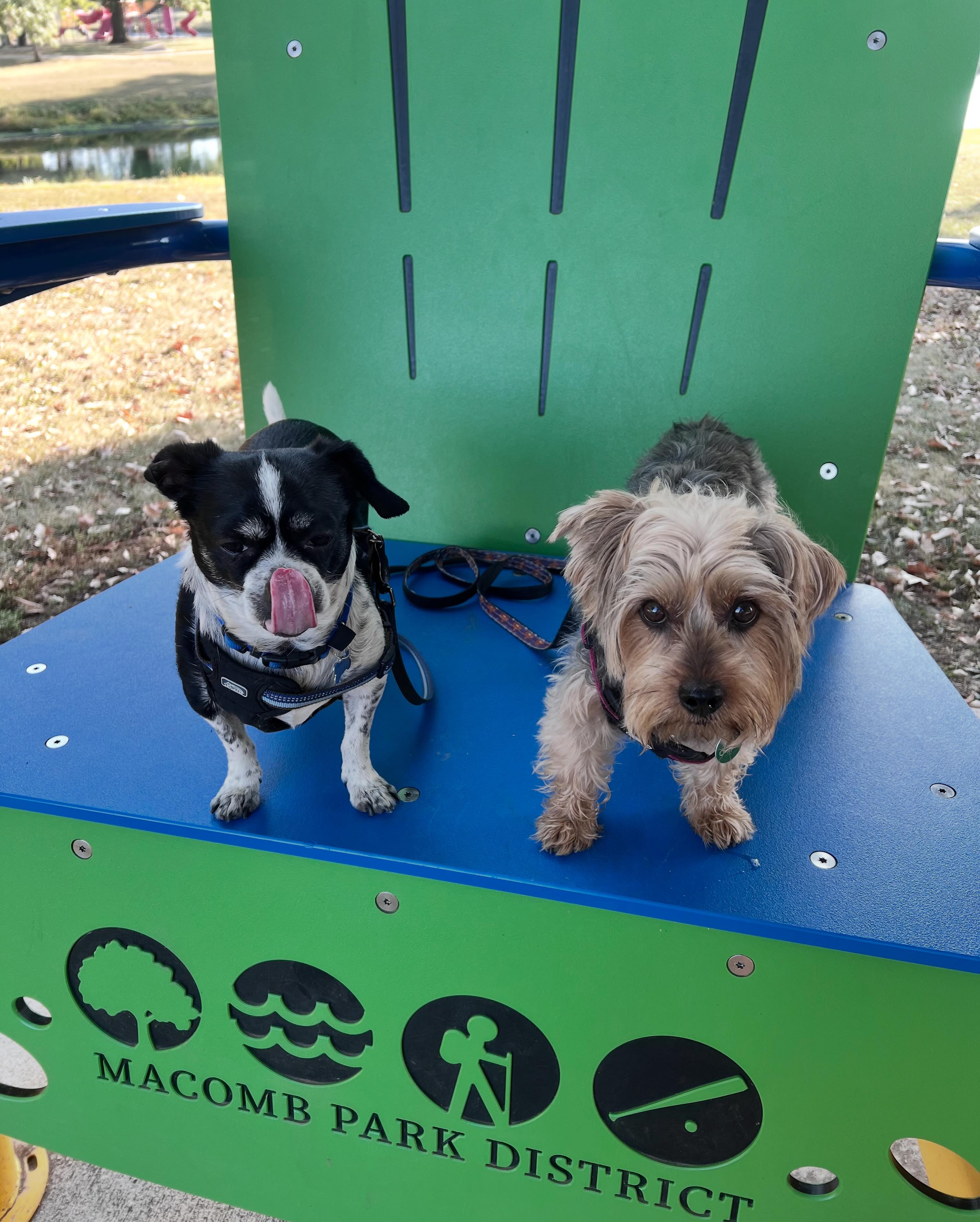 Gus and Charlie want to help our local rescue. They both know how important it is to have a safe and warm place to land.