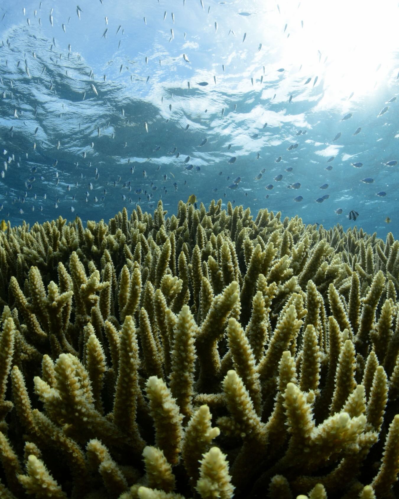 Protect the reef, Protect the magic 💙
#ningalooreef #snorkeling #fringingreef