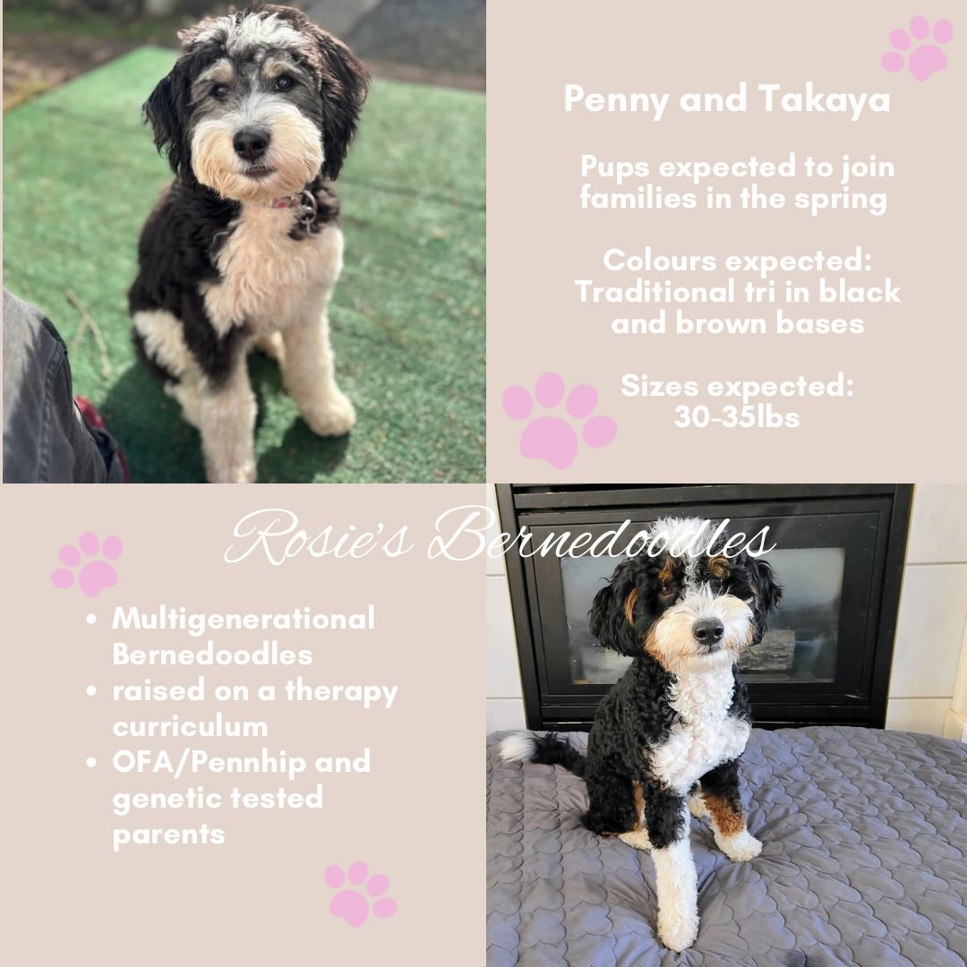 We’re sooo excited about our pairings for 2026!!!
Please see the website for more details about each litter, parents and our process. If you’re interested in one of our munchkins, please fill an application (on the website).
We may choose to skip a litter if we don