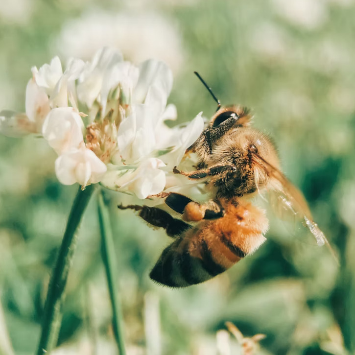 Have you ever thought about the intricate relationships that sustain our ecosystems? 🌿 Our new blog post explores the importance of interconnectedness in nature and how every species contributes to ecological health. Read more: https://wix.to/o5wOZC1 #EcosystemHealth #Interconnectedness