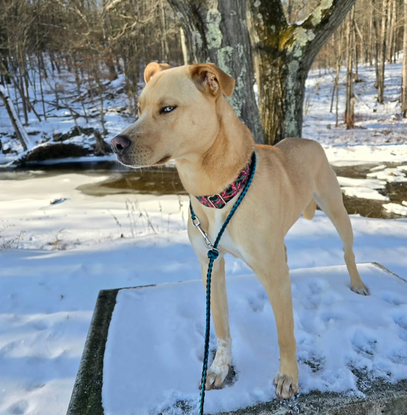 Anyone else's dog have a serious case of side eye? 👀
Lancey in his poinsettia collar and always using our slip conversion leash!