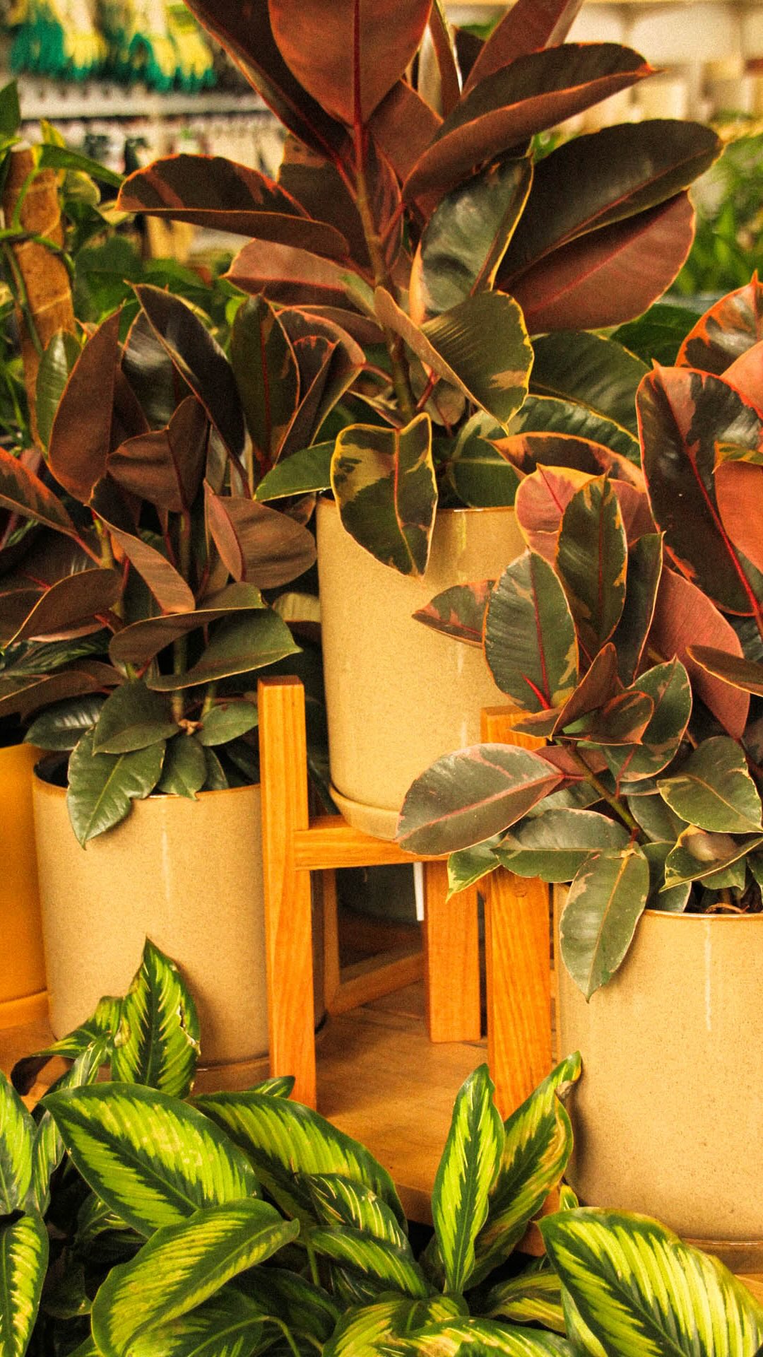 The Christmas countdown is on and the nursery is CHOC-A-BLOC full of beautiful plants! We also have a huge variety of pots, watering cans, hand tools and handmade ceramic planters that all make great gifts for that green thumb in your life. We will happily wrap any of these for you and tie them up with string (for free!), we are very good at it. 🎁
OR, if you really can’t decide and want to defer the decision making we have gift cards available over the counter and online. Link for those is in our bio.
See you around the nursery soon, we’ll have our favourite Jamaican Christmas playlist on repeat 🎅🏾🔁🎄
#shoplocal #lygonstreet #nursery #yuletide #plants #pots #christmas