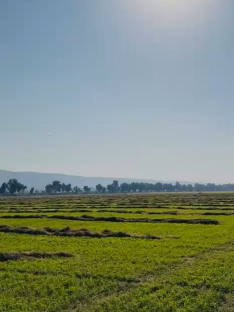 כיבוש חבילות בעמק החולה 🚜
אין על היופי הזה בעונה הזו — הכל ירוק, חי ונושם.
ובעיקר עכשיו, כשהטבע מתעורר עם עונת הנדידה המהממת של אגמון החולה 🕊️🌾