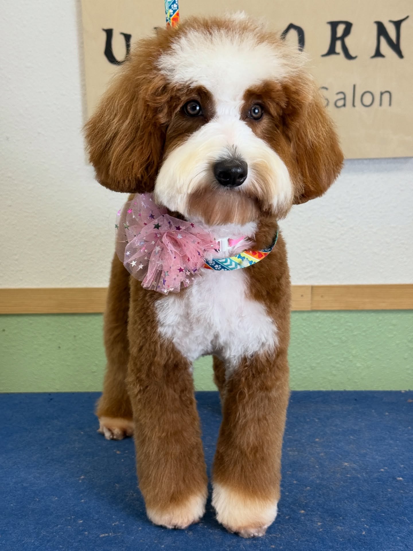 Luxury grooming for pets who deserve nothing but the best. 🌟
From stylish trims to gentle care, we ensure every detail is perfect.
📍 18582 Beach Blvd STE 8C, Huntington Beach, CA 92648
📞 Call/Text: 949-508-9155
✨ Don’t wait—click the link in our bio to schedule your pet’s luxury grooming experience!
💻 https://www.unicornpetsalon.com/meetus
#bestgroomer #doggroomers #doggroomersalon #doggrooming #doggroominglife #doglovers #dogoftheday #groomer #groomersofinstagram #grooming #haircut #petgroomer #petgroomers #petgrooming #petstylist #poodle #poodlegram #poodlegrooming #poodlelife #poodlelover #poodleoftheday #poodlepuppies #poodlepuppy #poodles