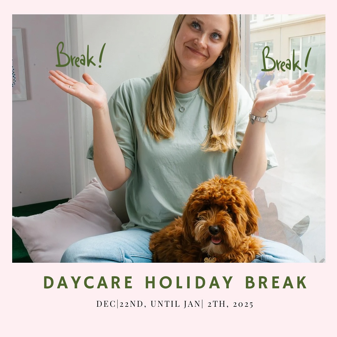🎄 Holiday Schedule Update 🎄
We’re taking a little holiday break for DAYCARE ONLY from December 22nd to January 2nd.
It’s time for some well-deserved rest for our girls in the daycare.
⭐ Please note:
All services — grooming, daycare, and more — will be closed on December 24th, 25th, 31st, and January 1st.
But good news!
We’ve just opened new grooming slots for everyone who’s been waiting.
We hope this helps you find the perfect date to get your dog fresh and clean before the holidays.
Thanks for all the love and trust — it truly means a lot to us ❤️