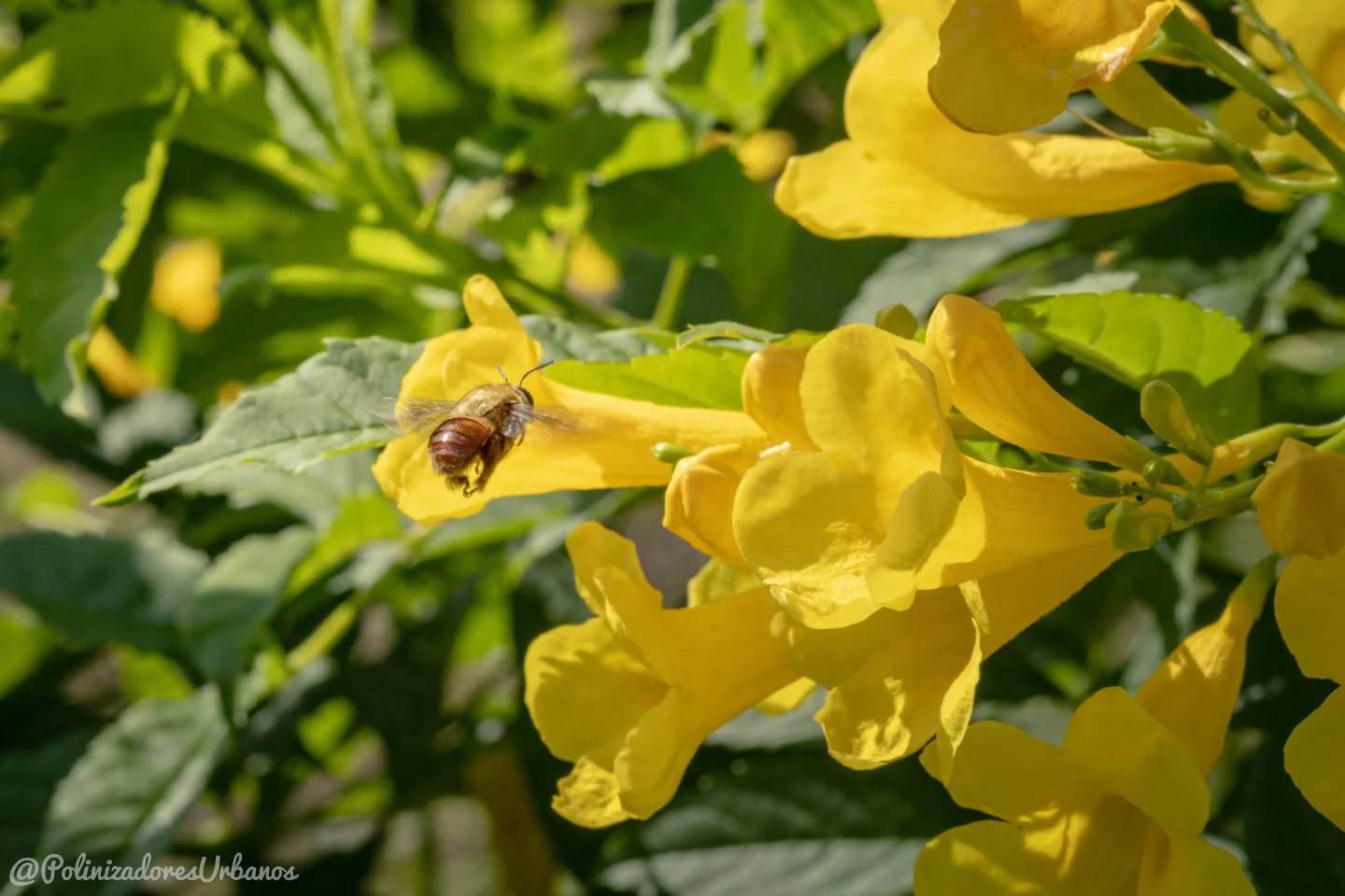 Les comparto las fotos que tomé ayer en mi caminata por el par vial aquí en Tapachula
#polinizadores #plantasnativas #biodiversidad #TapachulaChiapas