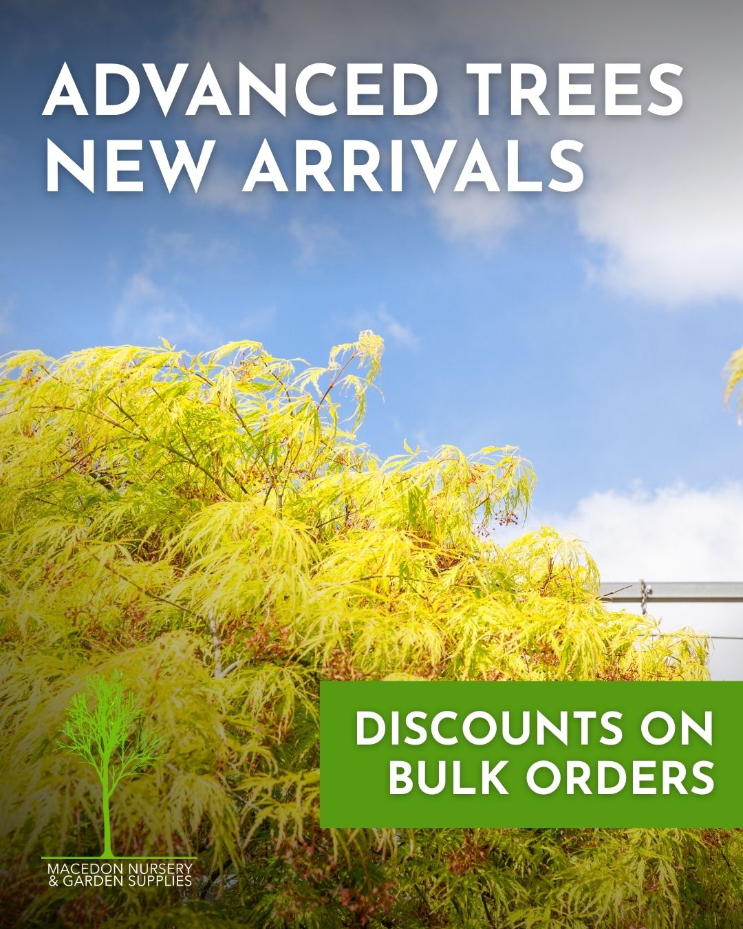 New season advanced trees have arrived - ideal for adding instant structure and shade to the garden.
Ask the team about bulk order discounts and delivery options across the Macedon Ranges.
.
.
.
.
.
.
#macedonnursery #macedongardensupplies #macedonrangesgardens #macedon #macedonranges #mountmacedon #woodend #gisborne #melbournegardens #macedonrangesnaturallycool #visitvictoria #advancedtrees #landscapedesign #gardenplanning #australiangardening #localgardencentre