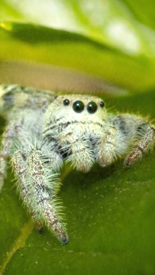 Día 1 intentando tomarle foto a un colibrí en el par vial 🐝🌱
Acompañame a ver lo que encontré
#polinizadores #tapachulachiapas #jardinespolinizadores