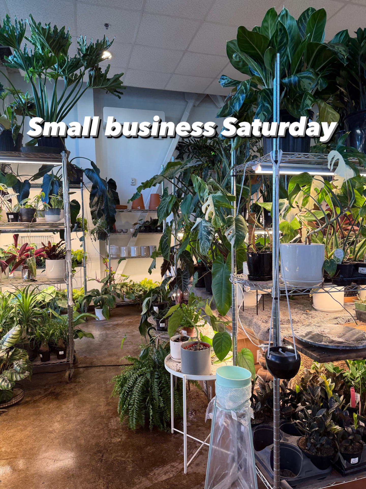 Small Business Saturday reminds us how lucky we are to be part of such a supportive Seattle community.
Thank you for showing up, choosing local, and helping our plant shop thrive 🌱🏡
#SmallBusinessSaturday #ShopSmall #SupportLocalSeattle #SeattleSmallBusiness #SeattlePlants #PlantShopLove #BooshNursery #PlantCommunity #ShopLocalSeattle #SeattleMakers #GardenLovers #PNWPlants #SeattleLife #PlantParentsOfInstagram