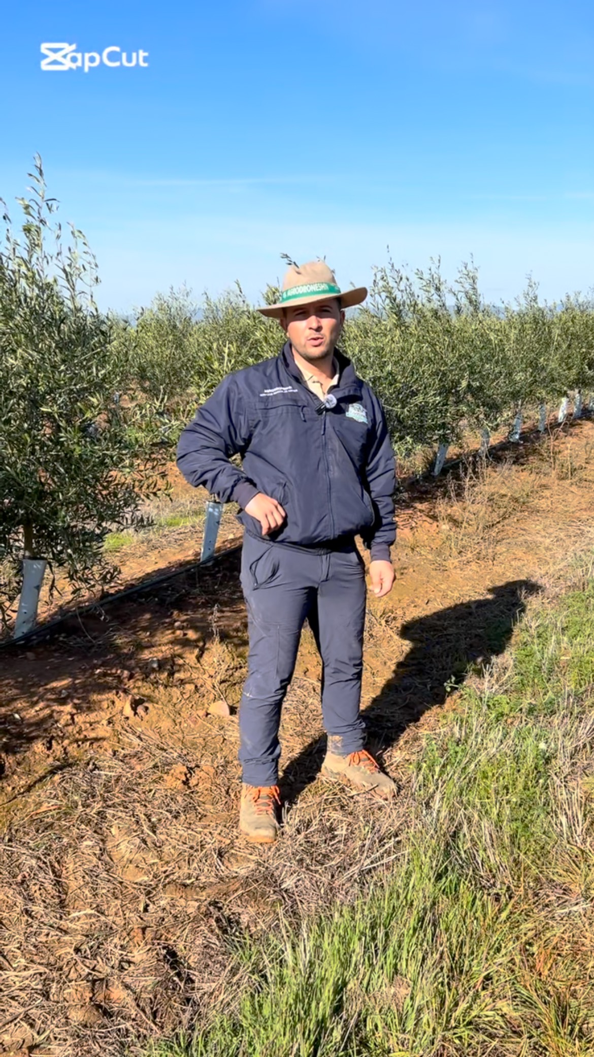 🫒🫒Hoy os presentamos un tratamiento Post cosecha en Olivar Superintensivo, variedad arbosana. Olivar 100x100 tratado a nivel foliar con drones agrícolas🫒🫒. Quieres tu dron?? Llámanos. #dron #dji #djiagras