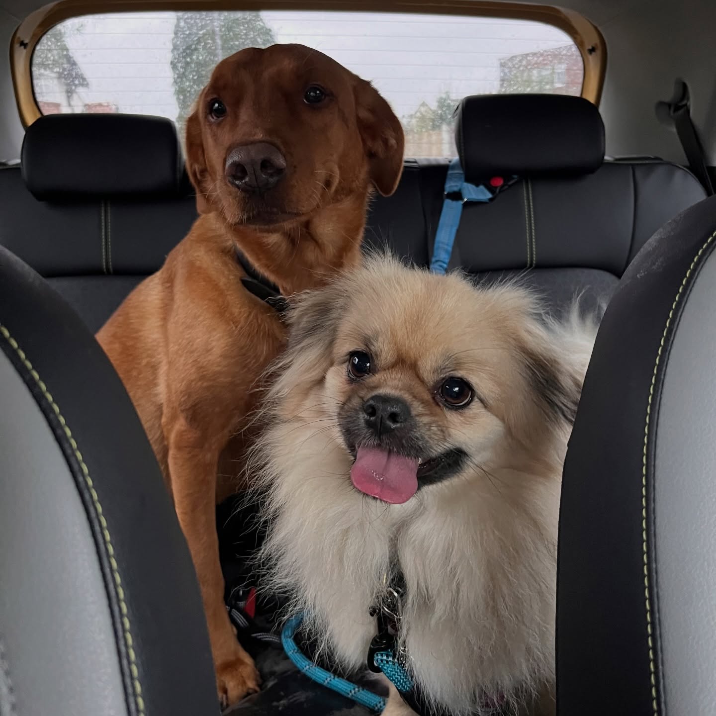 Our lil babies be babying 💙
#dogsofinstagram #norwichbusiness