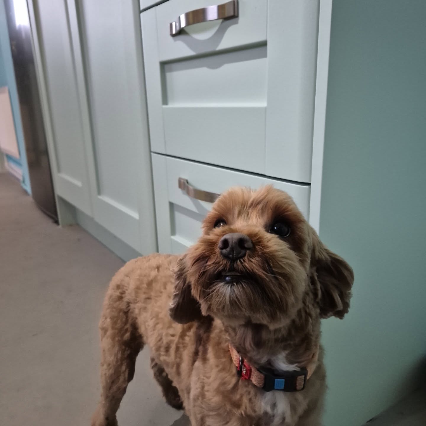 Meet Pickle the cockapoo š¾
We spent the week in Littlehampton refurbing Pickles most visited room in the home.
We wrapped the entire kitchen and utility area using a very refreshing Mint Green finish š
All panels were removed, degreased, and wrapped. Including kickboards, pelmets, end panels and infills ā
ļø
Pickle was super excited to revisit her new space š„°
Bristol's interior wrap specialists āļø
www.interiorwraps.uk
Info@interiorwraps.uk