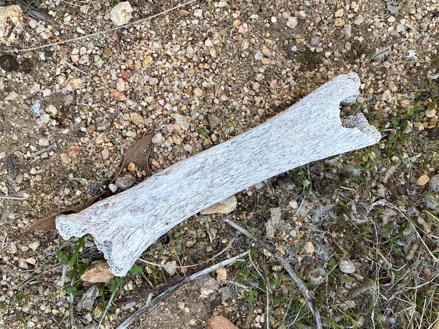 Bones 🦴 are a natural part of the desert landscape. Ridiculously ugly development should not be part of the desert landscape.