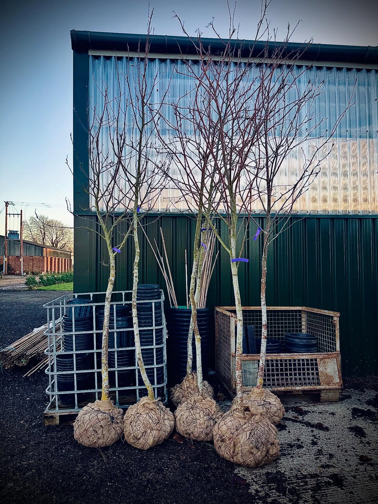 Rootballed Rowan trees from the field 🌿