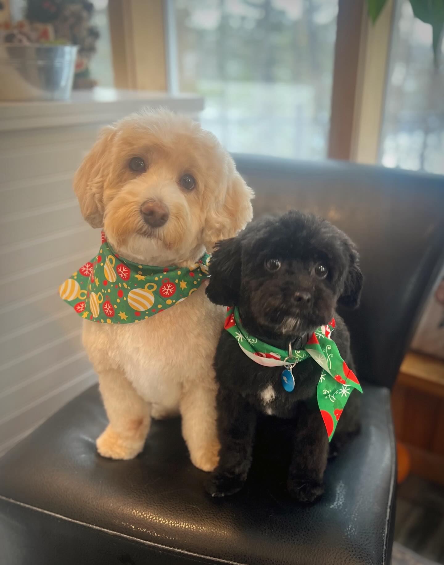 We like to call these two, ‘Christmas Cuties’ 😉🎄
#bythepondpetspa #doggroomers #doggroomerlife #doggroomersofig #smallbusinessowners #supportsmallbusiness #dogsofinstagram #northdumfriesontario #parisontario #womeninbusiness #dogsofinstagram #aplacetolovedogs #fortheloveofdogs #doggroomingofinstagram #paw #doggo #dogsofinstagramworld