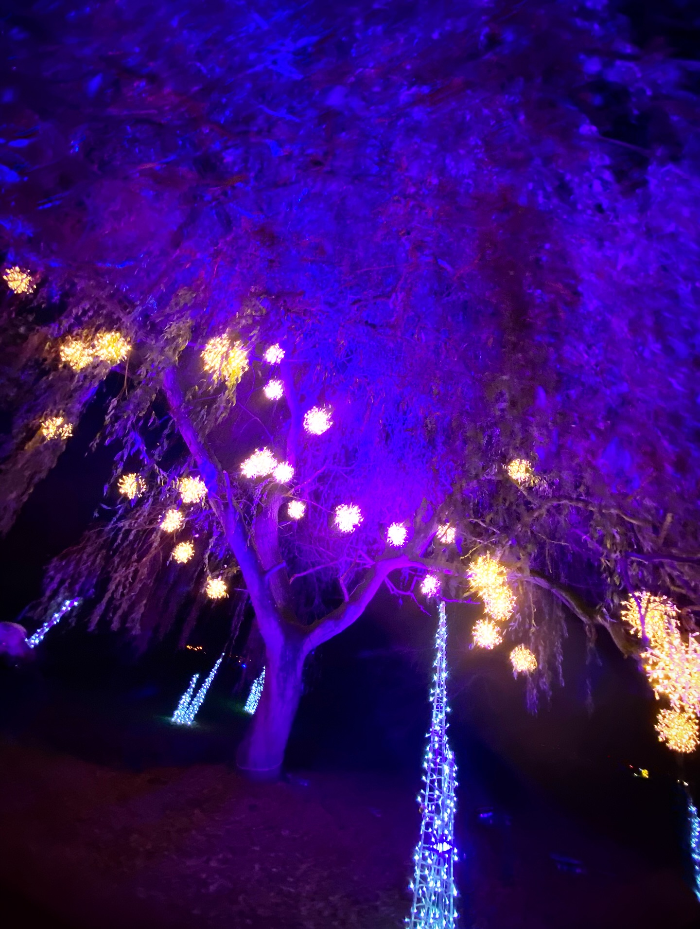 PR Invite | @beltonestatent Christmas Light Trail🎄
Belton’s Christmas Light Trail will always have a special place in our hearts. We first came in 2020 when our son was born, the year there was barely anything festive you could do, especially with a newborn. Somehow we managed to book last minute, bundled him up and wandered the trail…and from that night it became our annual tradition.
So to be invited this year was honestly a pinch-me kinda moment. Thank you so much for having us 💫
We arrived earlier than ever before (on the trail by 4:15pm) and actually loved it, just getting dark, very calm, and not too busy. Being early in the season helped too! We’ve been at all different times over the years, weekdays, weekends, even Boxing Day…and this was definitely one of our favourite visits.
We were there for around two hours, but you can make a whole evening of it with the food stops, rides and family activities. They switch things up every year so it never feels the same twice. One of my favourite additions this year was the ‘12 Days of Christmas’ lights paired with the song, such a magical touch ✨ Our little boy also loved the swing boats!
Belton is about 45–50 minutes from us, so it feels relatively local and every single time it’s been so well organised and truly family-friendly. It’s a gorgeous way to bring all ages together and enjoy a bit of Christmas magic around the grounds and the house itself.
We had the best time, thank you again for the kind invite 🎄❤️ Would absolutely recommend if you’re looking for a festive night out in Lincolnshire 💫