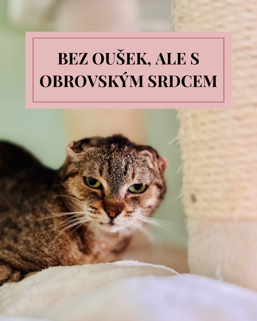 ✨Chinara: Kočička z Felicie, která přišla o ouška… ale nikdy ne o odvahu ✨
Chinara je jedna z kočiček z kauzy Felicie — 23 duší zavřených v rozpáleném autě 🚗🔥, bez vzduchu, bez úniku, bez šance na normální život. A právě tam začal její příběh. Příběh, který vůbec nemusel skončit dobře… ale pokračuje u nás ❤️🩹.
Když k nám přijela, byla tichá, křehká a nesla na sobě následky dlouhého zanedbání. Její ouška už nešla zachránit — záněty, infekce a bolest udělaly svoje 😔. A tak o ně přišla. Ale víte, co je fascinující? Ona nikdy nepřišla o chuť žít ✨.
Dnes je Chinara malá bezoušková princezna 👑 s nejroztomilejším profilem ve vesmíru 🤭💛. Místo oušek má dva měkké hebké obloučky (k zulíbání!), a oči, ve kterých najdete něhu, opatrnost… i ohromnou vděčnost.
Je jemná, laskavá a nežná 🐱💞. Nepotřebuje být středem pozornosti, ale když se cítí bezpečně, přijde si pro pohlazení. A když ji hladíte, zjistíte, že má nejjemnější „bezouškové“ čelíčko na světě 😅💕
Chinara je tichý poklad. Takový ten, co si vás omotá kolem tlapky pomalu, jemně, opravdově 🫶. Její důvěra není samozřejmá — je to dar. A když vám ji dá, ucítíte to až u srdce.
Hledá domov, kde nebude nikdo řešit, jak vypadá. Hledá domov, kde je láska důležitější než perfektní fotka 📸💛. Domov, kde ji přijmou takovou, jaká je — křehkou, statečnou a nádhernou po svém.
Chinara už vyhrála svůj první boj tím, že přežila Felicii. Teď čeká na ten druhý — najít člověka, pro kterého bude konečně „doma“ 🏡💛.
💬Více fotek a informací najdete jako vždy na našem webu.
Terka ze Šklíby 🐾