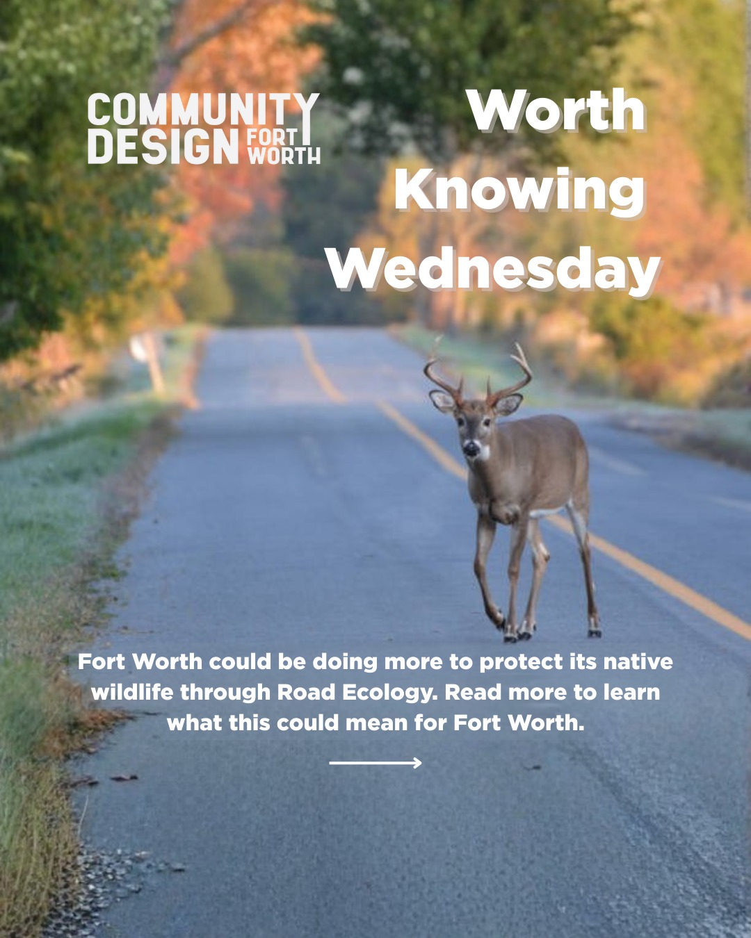 This week's Worth Knowing Wednesday asks you to reflect on Fort Worth's highway and road systems and the number of ways they can be improved through Road Ecology.
#fortworthdesign #fortworthcommunity #fortworthnonprofit #cdfw #communitydesignfortworth #roadecology #wildlifesafety