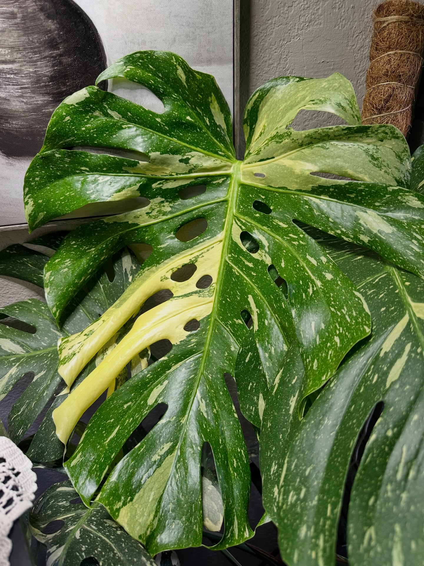 Alright friends, gather ‘round the indoor jungle altar 🌿😌
Yes, it’s winter.
Yes, this is the Pacific Northwest.
Yes, I’ve accepted that my backyard tropical paradise is a seasonal delusion… so now we pivot HARD to the houseplants.
Picture 1:
Behold my newest Thai Con leaf — huge, glossy, living its best life.
And yes, I posted the last one a month ago.
No, I will not stop.
New leaves are my serotonin now. Get over it because I clearly haven’t.
Picture 2:
For the plant nerds (my people): that’s a Monstera aerial root piercing straight into the heart of a coco coir pole.
Proof. Of. Concept.
If you know, you know.
If you don’t, welcome… you’ll learn.
This is your official warning ⚠️
Every new leaf.
Every melted begonia.
Every successful propagation.
You’re gonna hear about it.
The Angry Gardener doesn’t hibernate — we photosynthesize indoors.
Drop a 🌱 if you’re surviving winter one leaf at a time
Drop a 😌 if that aerial root made your soul quiet for a second
#AngryGardener
#IndoorJungle
#ThaiConMonstera
#NewLeafWhoDis
#PlantNerdsUnite
