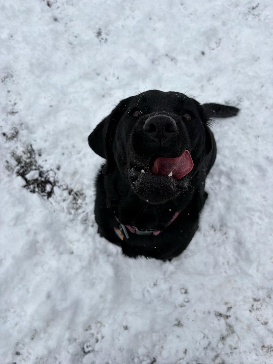 Having too much fun playing in the snow☃️🐶