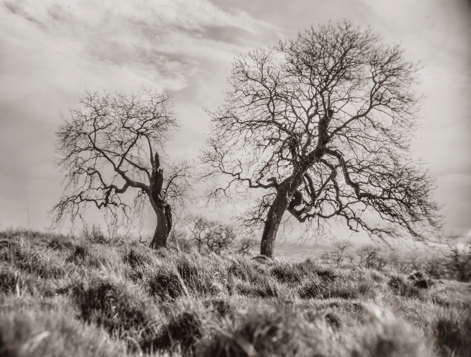 Taking the heavy full-plate 1920s Sanderson field camera into a … field! Deer leap above Wells in Somerset.
Shooting on #largeformat Xray Film, vintage dry glass plates and some dry glass plates I have made myself from the raw chemicals.
Most of these images are taken with the large “Air Ministries” lens a Dallmeyer Pentac F2.9.
Only I brought the wrong tripod for the camera so have to rest the camera on my camera bag or a conveniently placed ant-mound (dormant!)
The lens and the media combine to add atmosphere to the brightly lit scenes.
All processed in my home darkroom. #somersetphotographer @mendiphillsnl