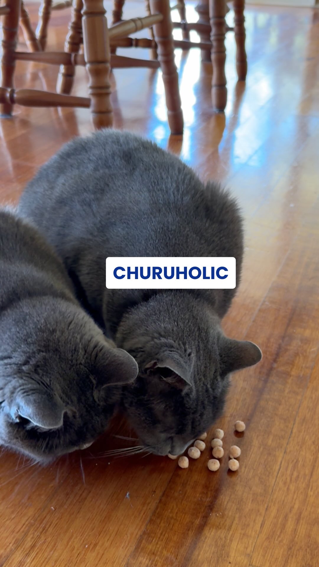 Manifesting an unlimited Churu supplyâŠđ±
#CatTreats #Churuholic #ChuruTreats