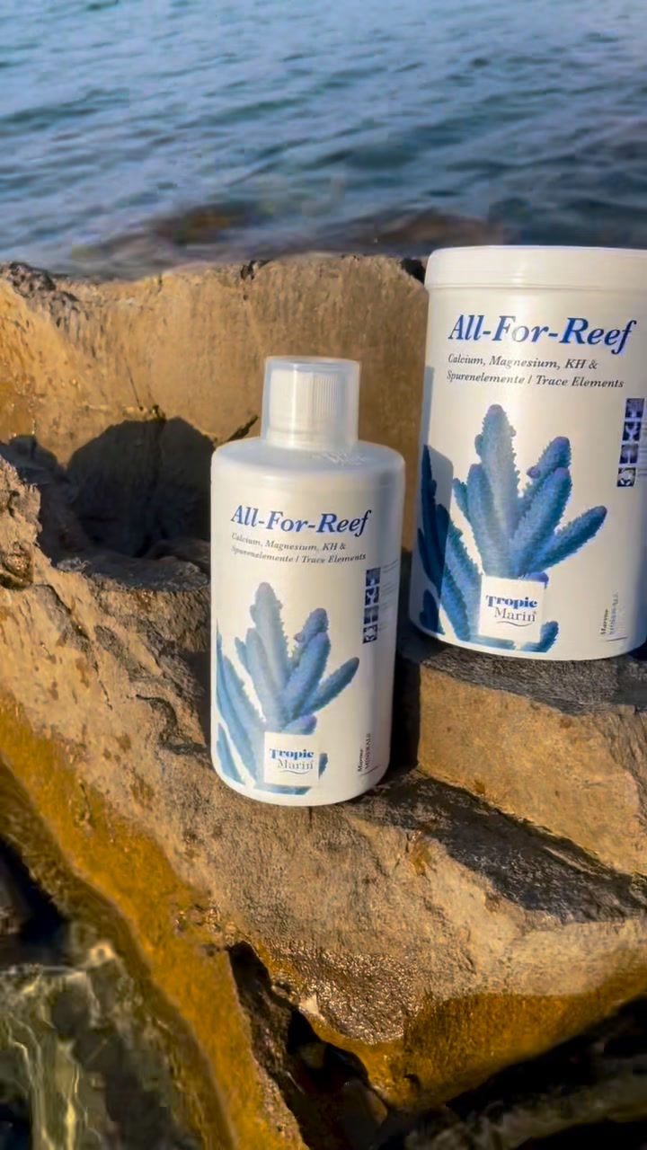 Tropic Marin® All-For-Reef Powder is an ultra-concentrated mineral blend, with which an easy-to-use, highly concentrated all-round solution for supplying all key minerals and trace elements in newly established and averaged reef aquariums is available after being dissolved in reverse osmosis water.
#tropicmarintanks #euroreefers #tropic_marin #coralporn #eatsleepreef #reef2reef #reefers4reefers #seafari #allmymoneygoestocoral #allforreef #afr #a4r #all4reef