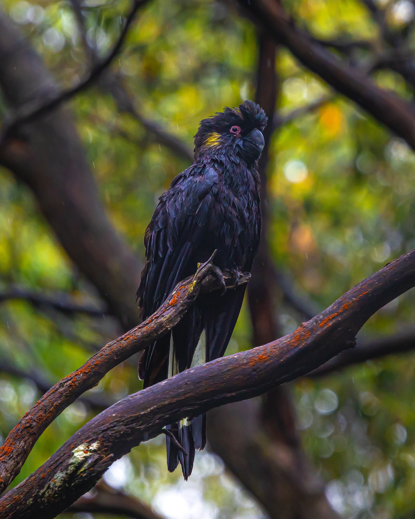 The Yellow Tailed Black Cockatoo flew low over the road at Kinglake West yesterday, bailing ahead of a storm front with better planning than most humans.
I, meanwhile, spotted them land and immediately committed to a full slip-and-slide down a muddy embankment like a bloke who forgot physics exists. Storm chased. Boots dirty. Dignity intact. Cockatoos unimpressed. Photo acquired.
#wildlife #yellowtailedblackcockatoo #australia