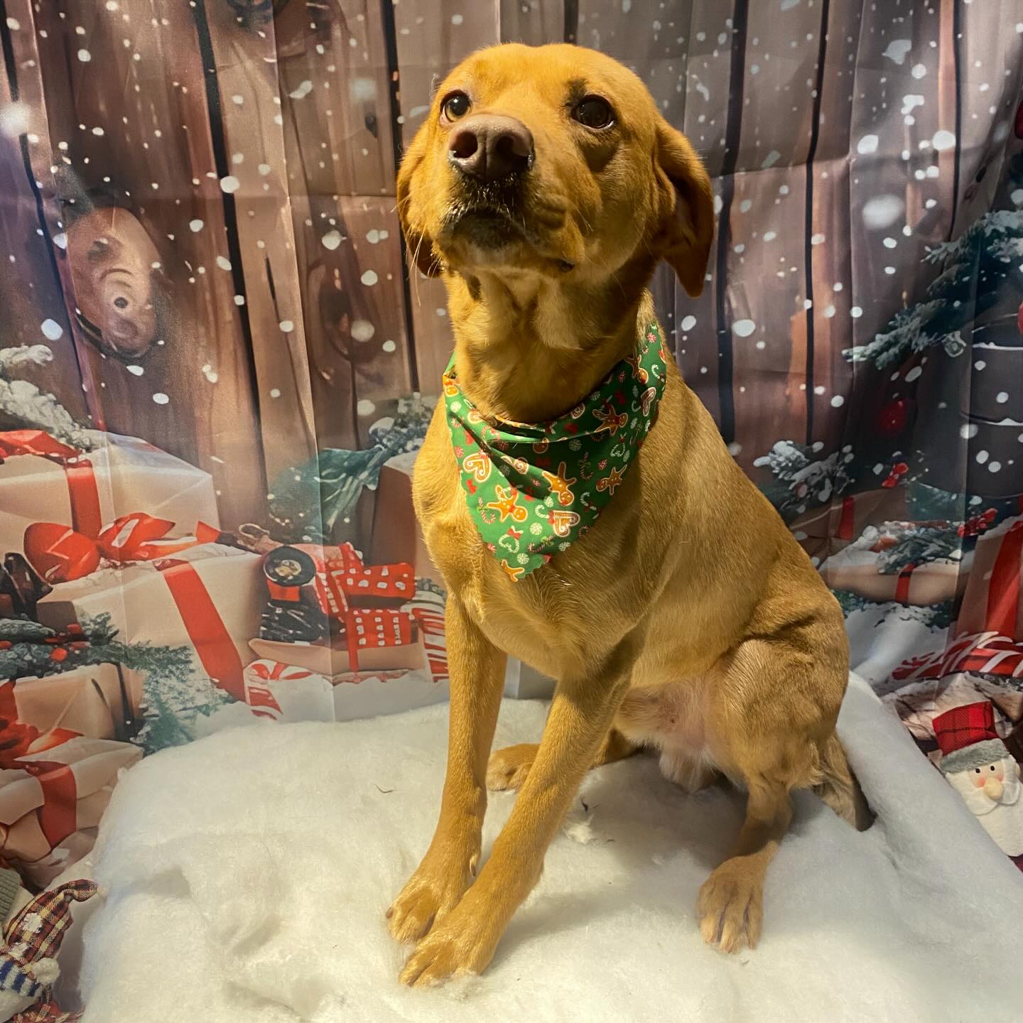 Otis 🎄🐶
Hes so handsome !!! Was also the sweetest of boys 🥰