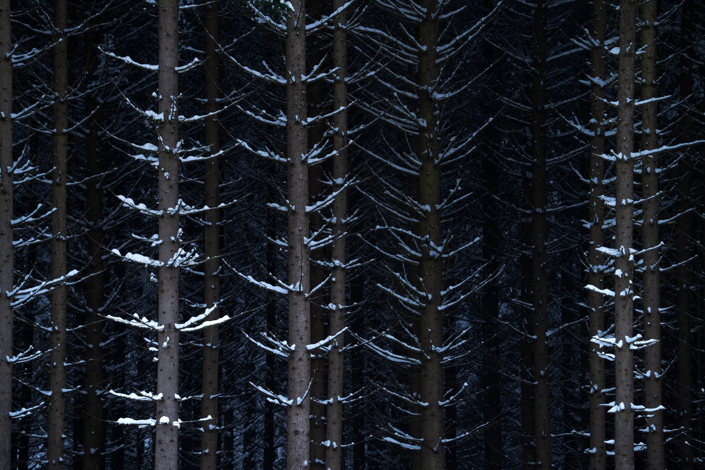 Waiting for the first snow!
The next days should be cold enough for snow in my home region. Fingers crossed! 🤞
(The image is also almost exactly 1 year old)
#elementsphotomag #mavenfilters #wanderlust #gitzoinspires #sonyalpha #autumnvibes #herbstistschön #herbst #fallintoautumn #winteriscoming #intimatelandscape #minimallandscape #minimalmood #mindtheminimalism #gdtfoto #intimatelandscape #minimal_perfection #minimal_nature #feelinginspired #intimatenature #gominimalmag #folkscenery #greatnorthcollective #tree_captures