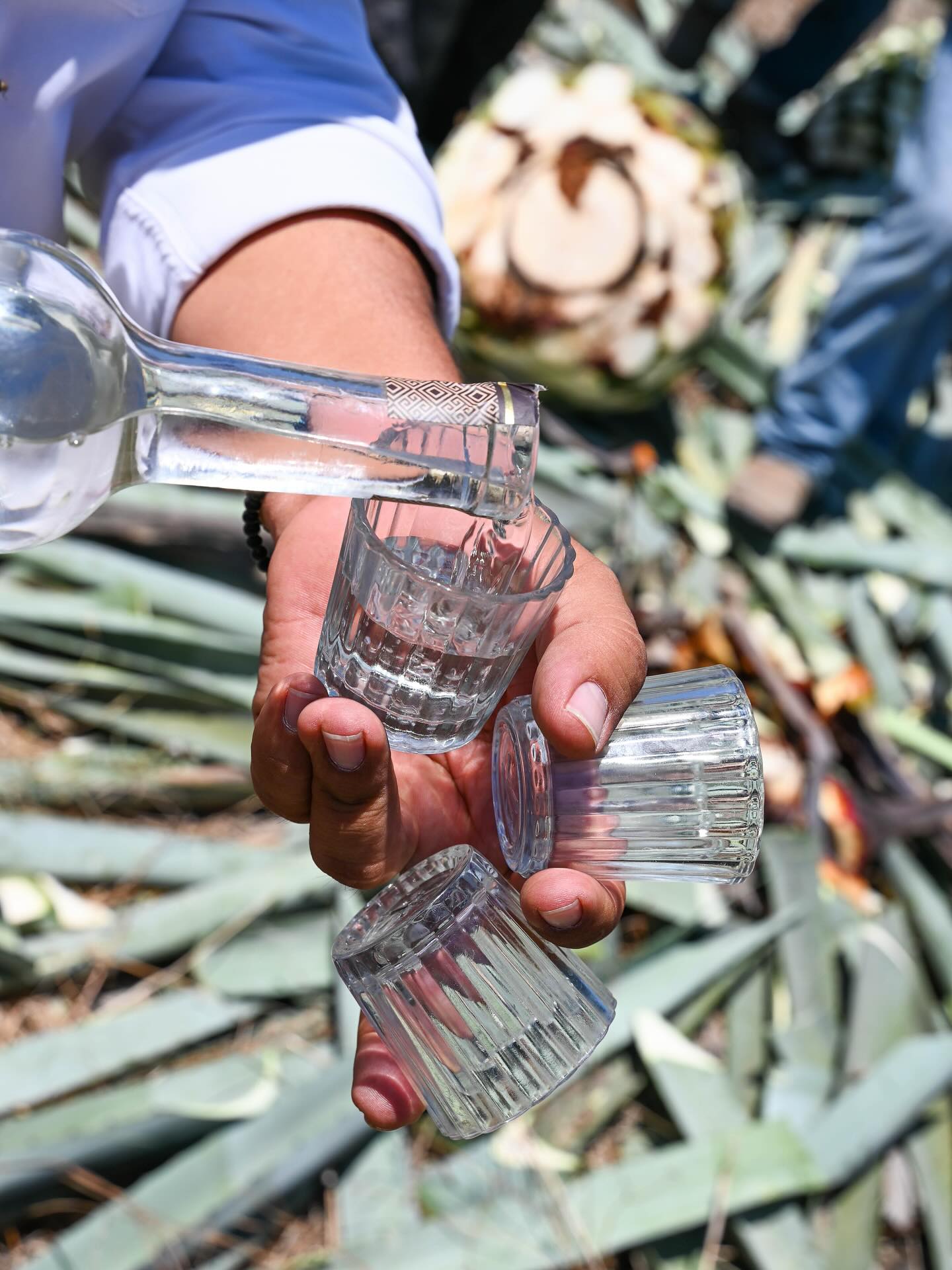 New post up for @pkgdgroup about Unity in Mezcal - link in stories
“Unity is a term that deeply defines the world of agave spirits, where nature and humanity are intertwined. Mezcal signifies community and social bonds, as it is shared in celebrations and rituals. It also embodies a spiritual unity with nature, with some rituals including an offering of the first drink to the earth.”
#mezcal #agave #unity #family #collective #cooperative #familia #ultramundo