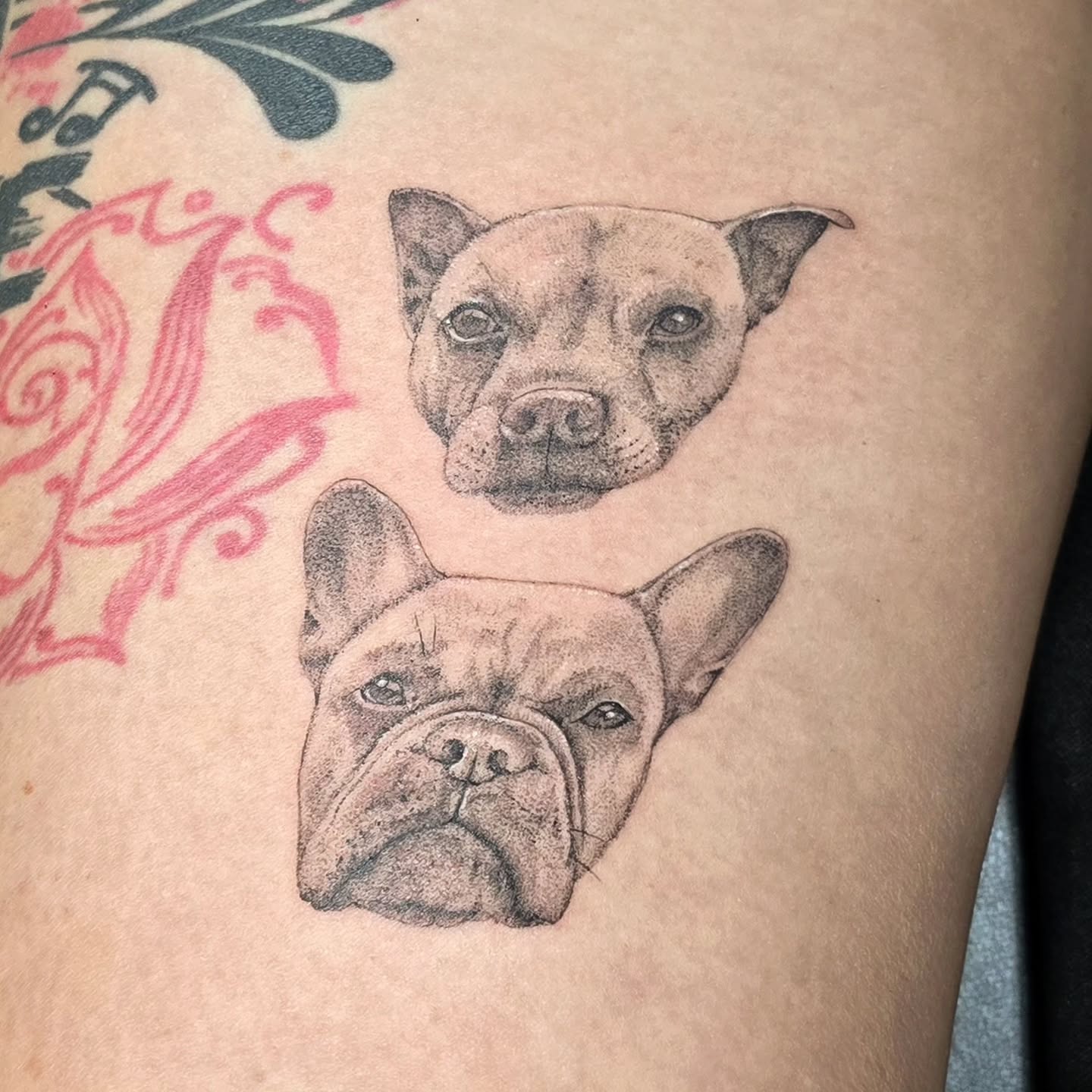 ðū Always such a pleasure tattooing portraits of beloved pets âĪïļ Suzi now has her two little boys on her lap forever ðĨš thank you for the trust Suzi ðĨ°
.
.
.
#tattoo #art #dog #portrait #love #family #pet #staffy #frenchie