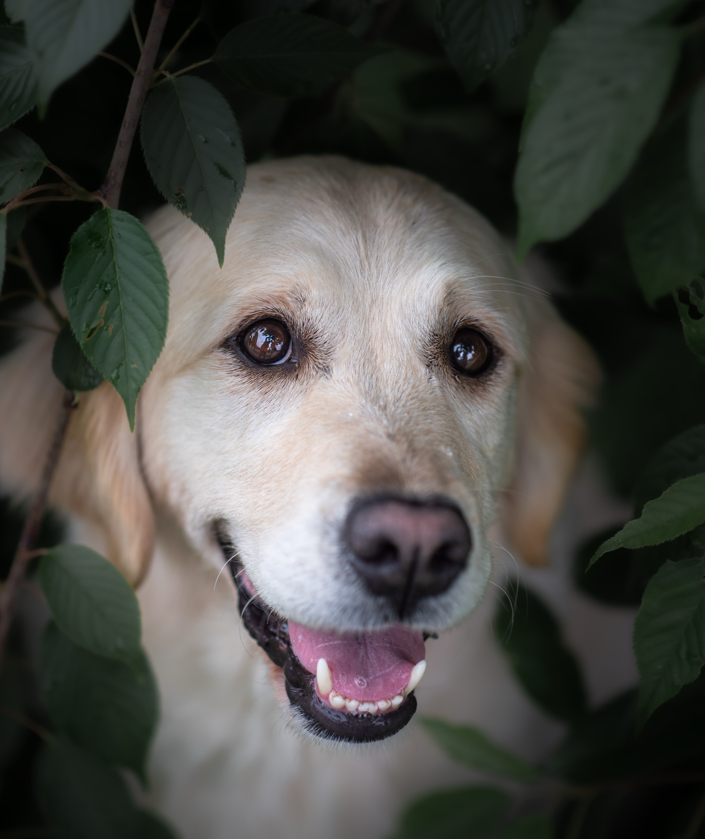 Our beautiful Raya 🤍