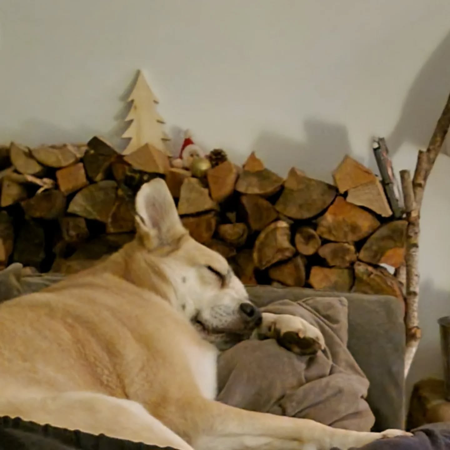 Du niiiiedliches Tier ... 🥰💛🤭
#mithundensprechen #doglovers #hundeliebe #hundeleben #hunde