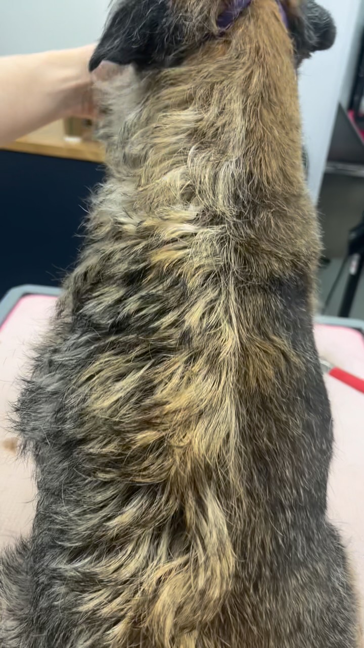 Let’s talk handstripping!
Hand stripping is the correct grooming method for wire-coated breeds like Border Terriers. Instead of clipping the coat, we remove the dead hair by hand, allowing new, healthy wire coat to grow through. This keeps the colour rich, the texture harsh, and maintains the weatherproof, low-shedding qualities the breed is meant to have 🌿🐕
So why does hand stripping cost more?
🖐️ It’s a skilled, time-intensive technique
🧠 It requires knowledge of coat stages and growth cycles
📏 Every section is done carefully by hand — no shortcuts
💪 It’s kinder to the coat and results last longer when done regularly
Bramble left looking fresh, natural and true to her breed — such a satisfying finish and worth every minute! 💛🐾
#borderterrier #borderterrierhandstrip #handstrippingcardiff