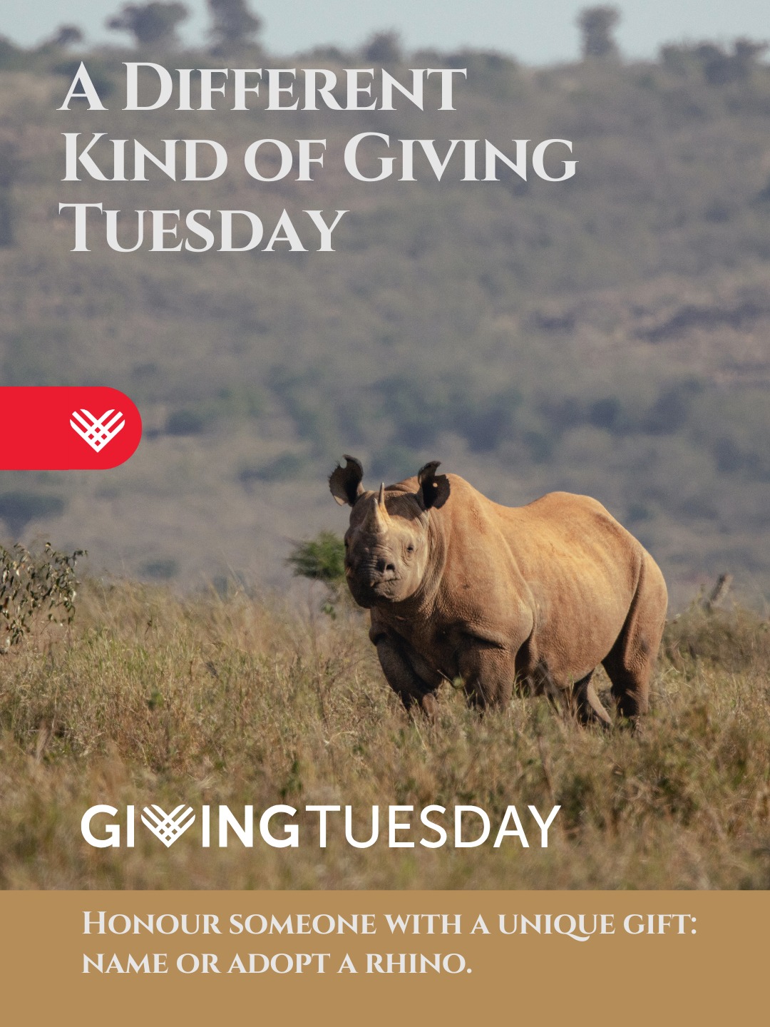 Most Giving Tuesday gifts last a day.
This one lasts much longer.
🦏 Two male black rhino calves, both born this year at Loisaba, are available for naming.
🦏 You can also adopt William, Ekwang, Margaret, or Kibou — supporting the daily protection that keeps this population safe.
Real rhinos. Real conservation.
A different kind of Giving Tuesday.
To adopt or name a rhino, visit our 🔗 link in bio
#GivingTuesday #GiveDifferently #LoisabaConservancy #LandConnectedLifeProtected #LoisabaRhinos #RhinoNaming #AdoptARhino #RhinoConservation #EasternBlackRhino #WildlifeKenya #KenyaConservation #LaikipiaWildlife #ConservationInAction #RhinoRecovery #ProtectWildlife #RealConservation #BlackRhinos #SaveRhinos #MeaningfulGifts #HolidayGiving #WildlifeProtection