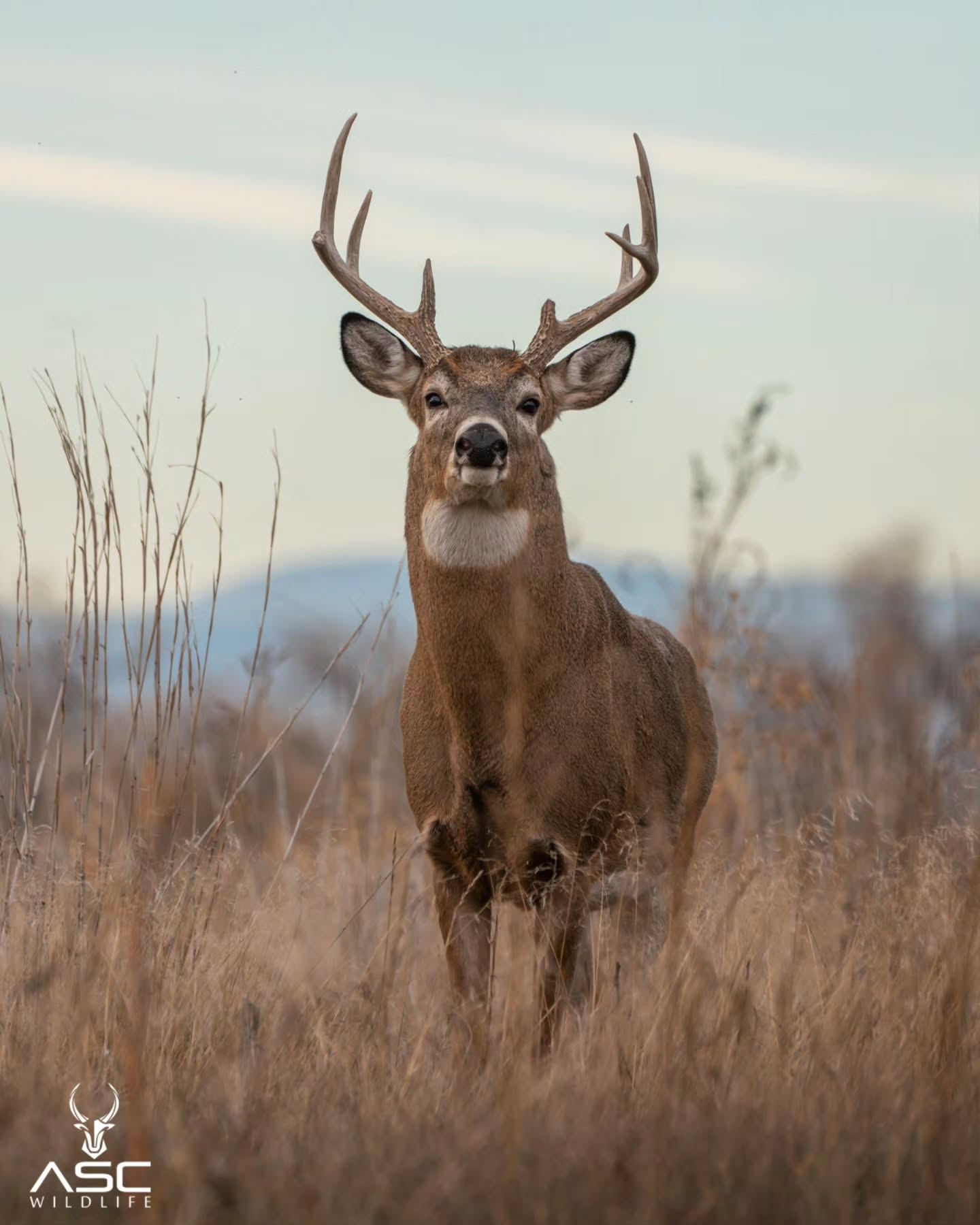 Whitetail buck giving me a nice pose. He was with another buck chasing around a doe. So fun to watch!
Photography by @ascwildlife
.
.
.
#wildlifephotography #naturelovers #rockymountains #whitetail #deer