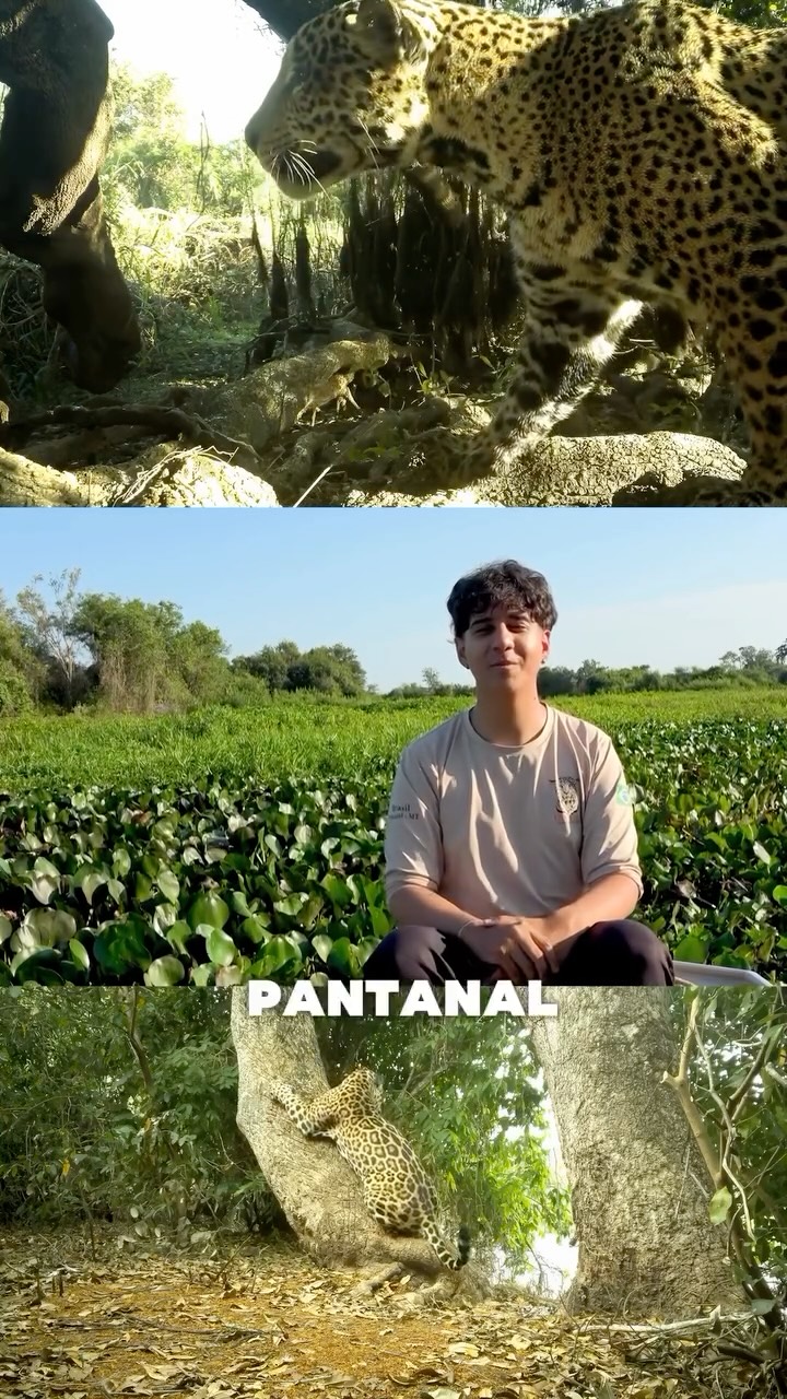 🇧🇷 PT-BR
Diretamente do coração do Parque Estadual Encontro das Águas, o nosso pesquisador @joaorcampos_ apresenta o Projeto GRID — uma rede com 41 estações de armadilhas fotográficas que instalamos para monitorar onças-pintadas ao longo de uma das regiões mais importantes do Pantanal.
Com esse grid, conseguimos entender melhor os movimentos, territórios e comportamentos das onças, gerando dados essenciais para fortalecer estratégias de conservação e proteger habitats críticos. Cada registro ajuda a construir uma visão mais completa sobre como esse predador de topo utiliza a paisagem pantaneira.
No Dia Internacional da Onça-Pintada, celebramos a ciência, a conservação e todos que colaboram para proteger esse símbolo do Pantanal. 🐆💛
⸻
🇺🇸 EN
From the heart of Parque Estadual Encontro das Águas, our researcher @joaorcampos_ introduces the GRID Project—a network of 41 camera-trap stations we installed to monitor jaguars across one of the Pantanal’s most important regions.
Through this grid, we deepen our understanding of jaguar movements, territories, and behaviour, generating key data that strengthens conservation strategies and protects critical habitat. Every capture helps build a clearer picture of how this apex predator uses the Pantanal landscape.
On International Jaguar Day, we celebrate science, conservation, and everyone who works with us to protect this symbol of the Pantanal. 🐆💛