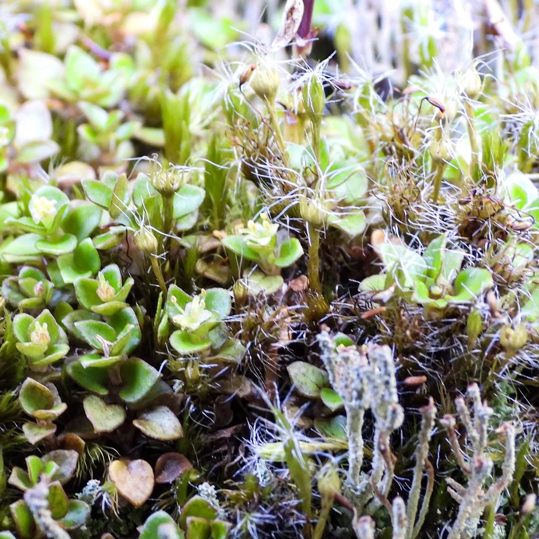 A feast of tiny things on the forest floor
#karamea #Karamea #karameawild #newzealand #nzlife #nzwildlife #wildnz #southisland #nzsouth #southislandnz #westcoastnz #nzwestcoast #tewaipounamu #paradise #umere #arapito #littlewanganui #birdsnz #nzbirds #wildsouth #kohaihai #oparara #birdshots #birdphotos #wildlifenz #Aotearoa #nzfauna #nzflora