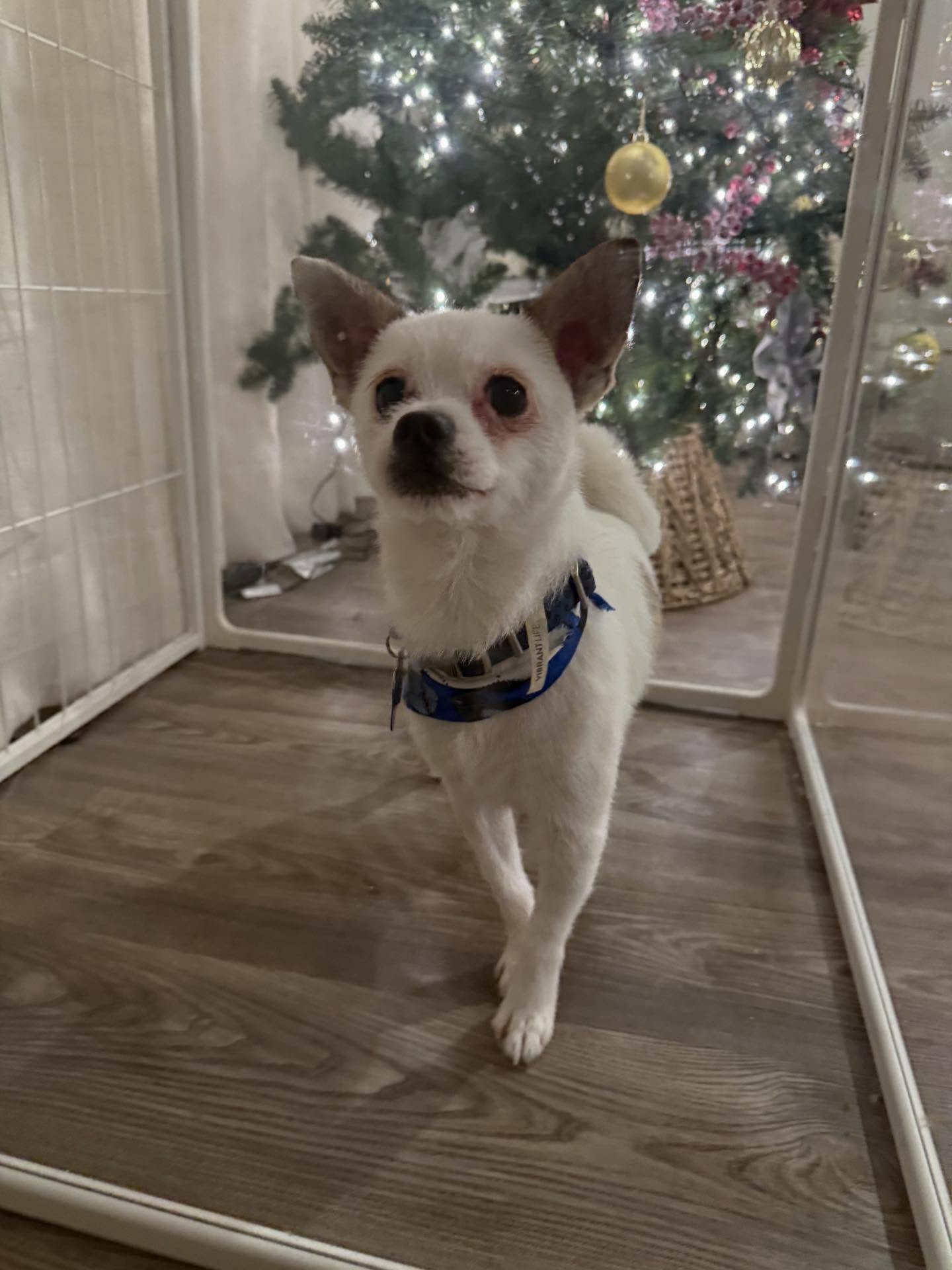 Bob is ready for Christmas with his new haircut 🤍