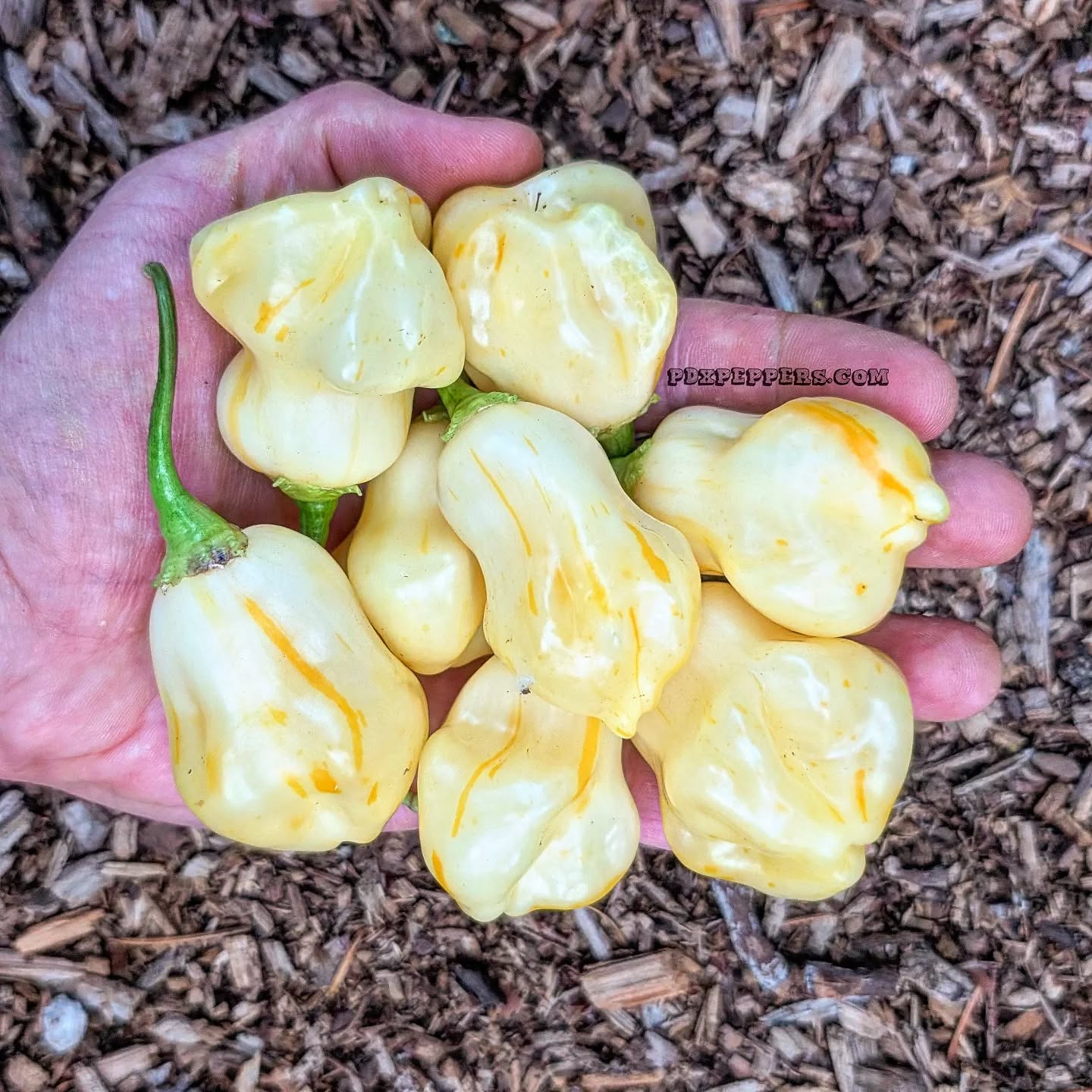 Today is a great day to get your future favorites!! 🌶️🫑
•
•
•
#PepperBusiness #HotSauce #FermentedHotSauce #BlackFriday #PortlandOregon #StJohnsFarmersMarket #PDXPeppers #ChiliPeppers #SpicySauce #ThePepperNursery #ArtisanHotSauce #FreshLocalPeppers #PortlandPeppers #PDXFoodies #PDXFarmersMarket #FarmToBottle #PepperFarm #FermentedPeppers #SpicyFoodLovers #PDXart #LocalHotSauce #PepperGrower #PortlandFarmersMarket #ChiliHeads #FarmersMarketFinds #PDXSpicy