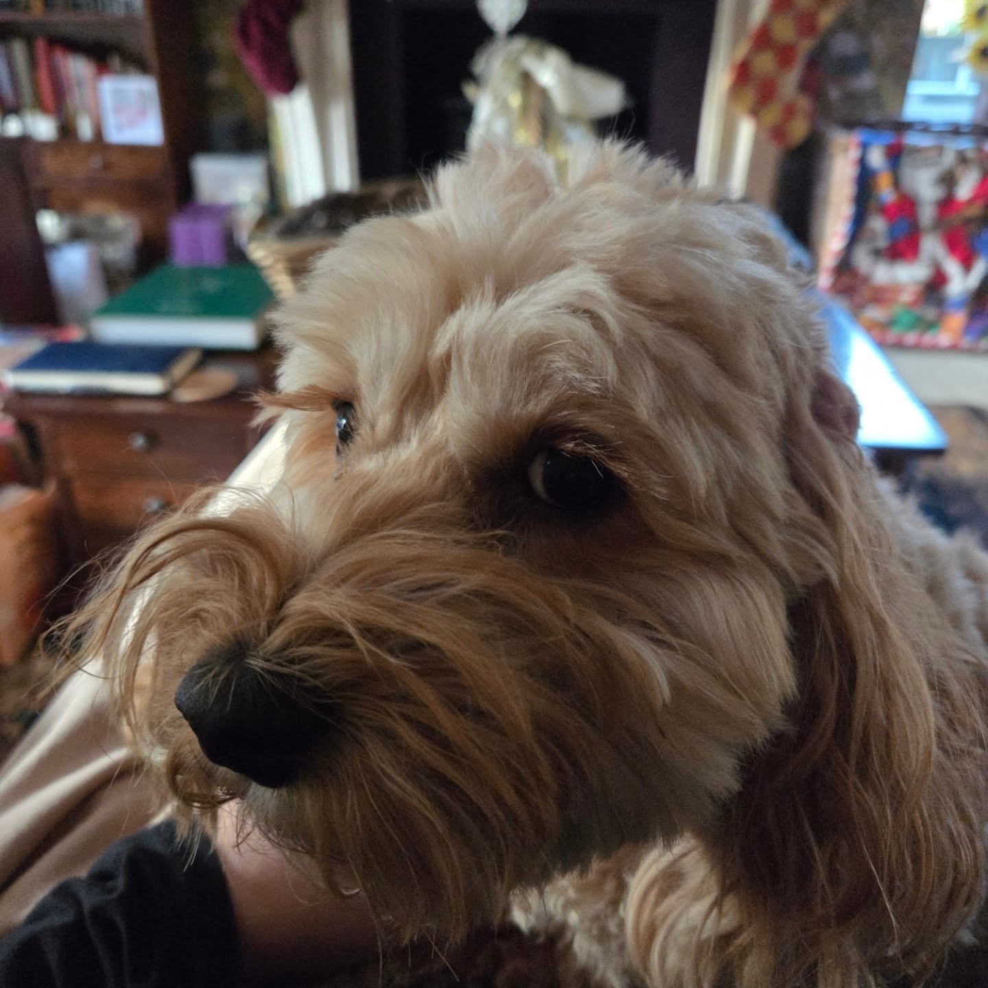 Happy Birthday #pudding 🎂🎉🥳 the #objetdart #stufftoyouandme security guard. 5 years old today.